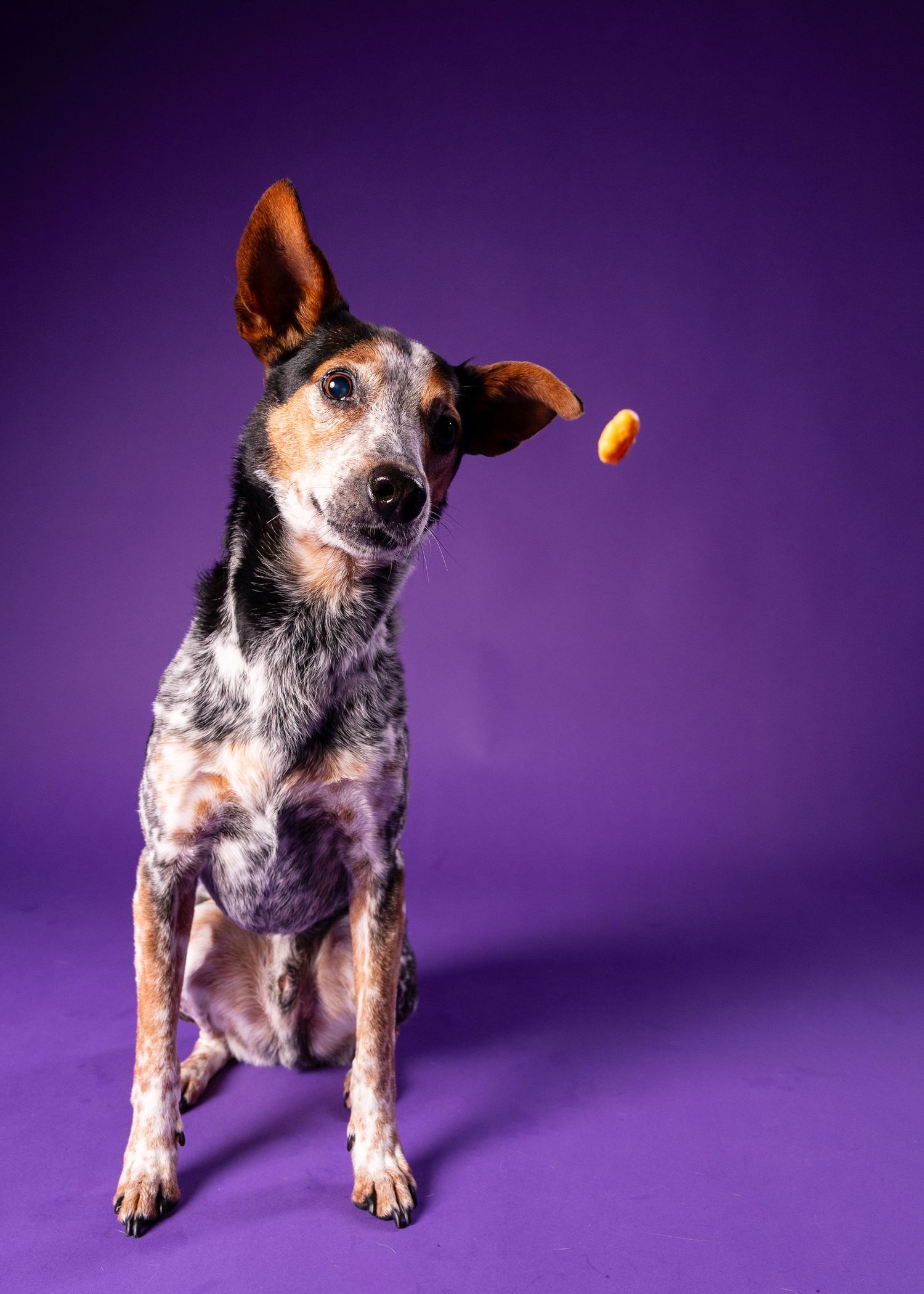 A tri-color merle dog watches a falling treat with one ear raised against a purple background.