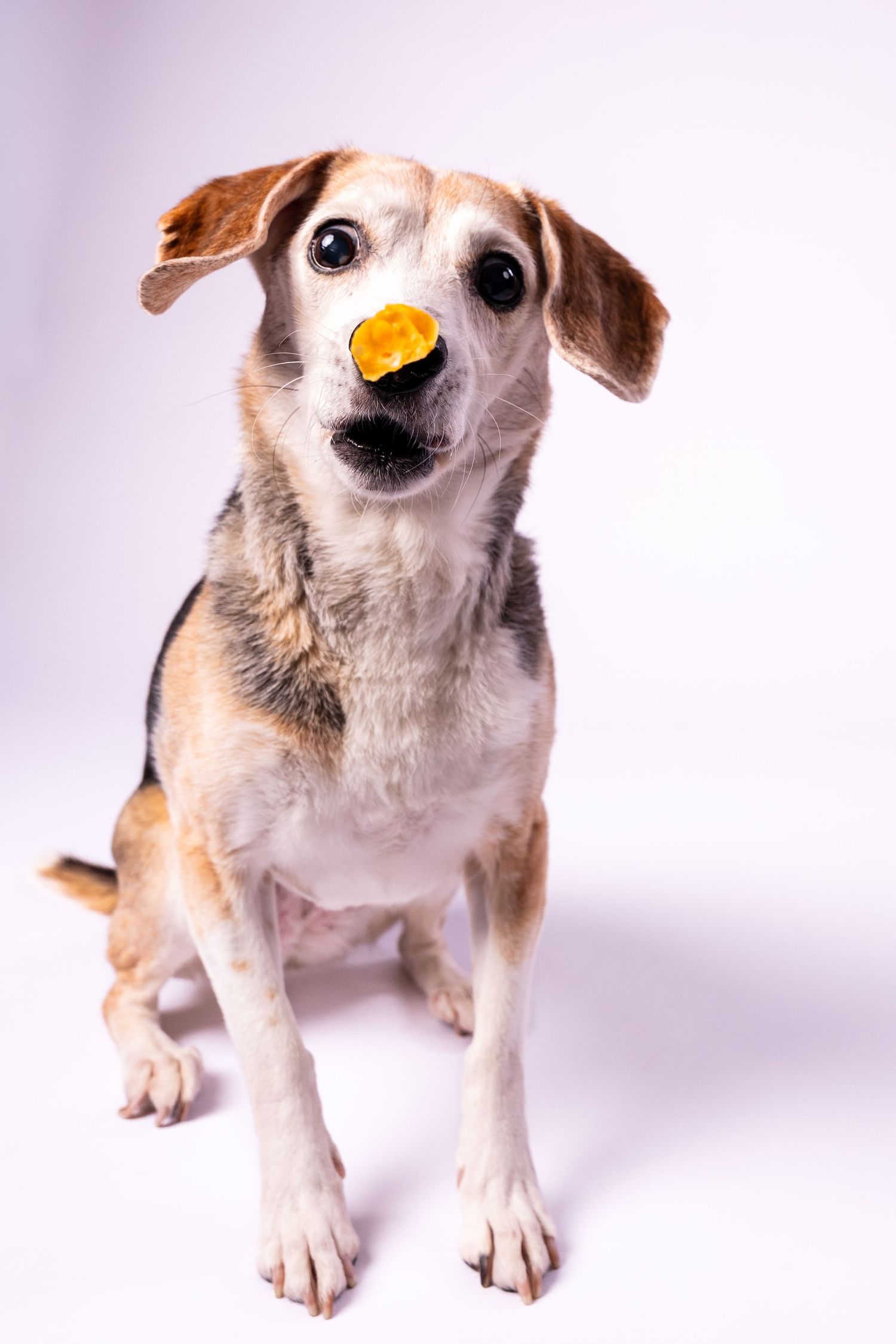 A beagle mix dog balancing an orange treat on its nose while sitting against a white background.