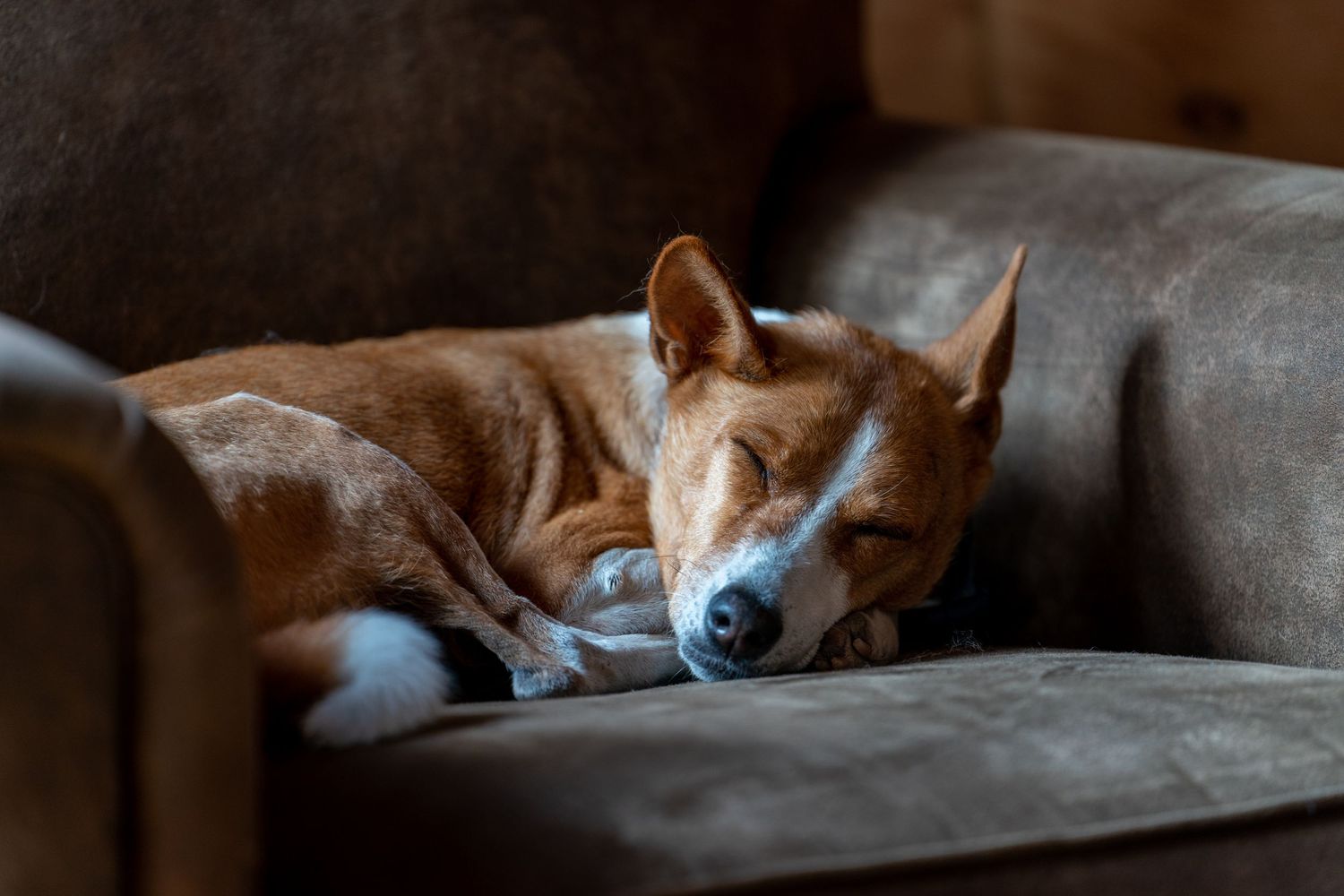 Brown and white Basenji dog sleeps peacefully curled up on a gray armchair.