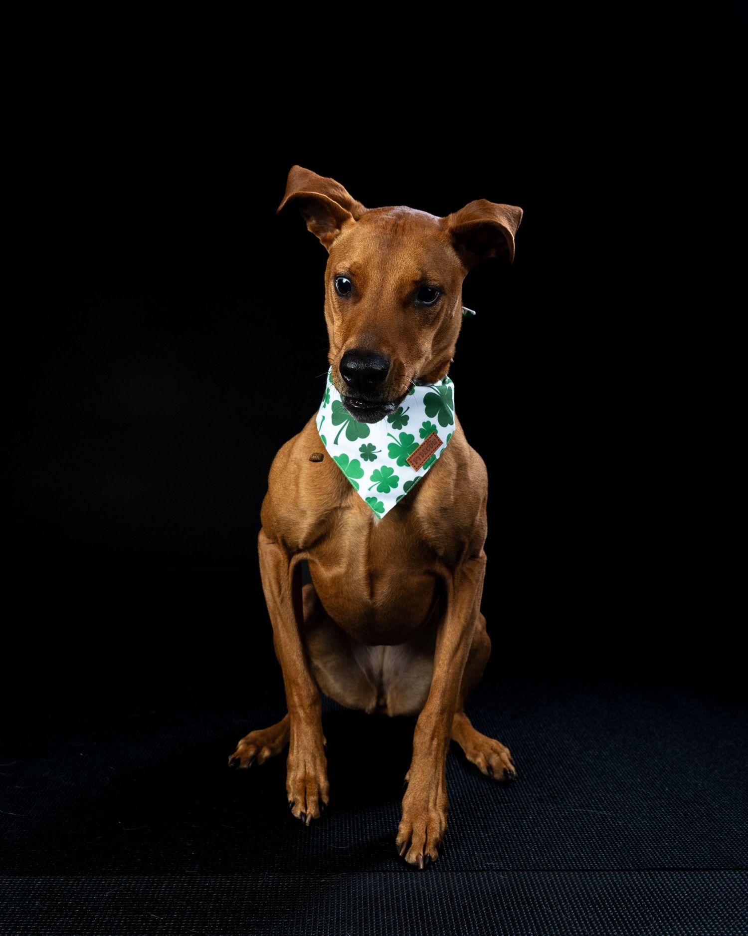 Brown dog sitting upright and wearing a white green shamrock bandana posed against a black background.