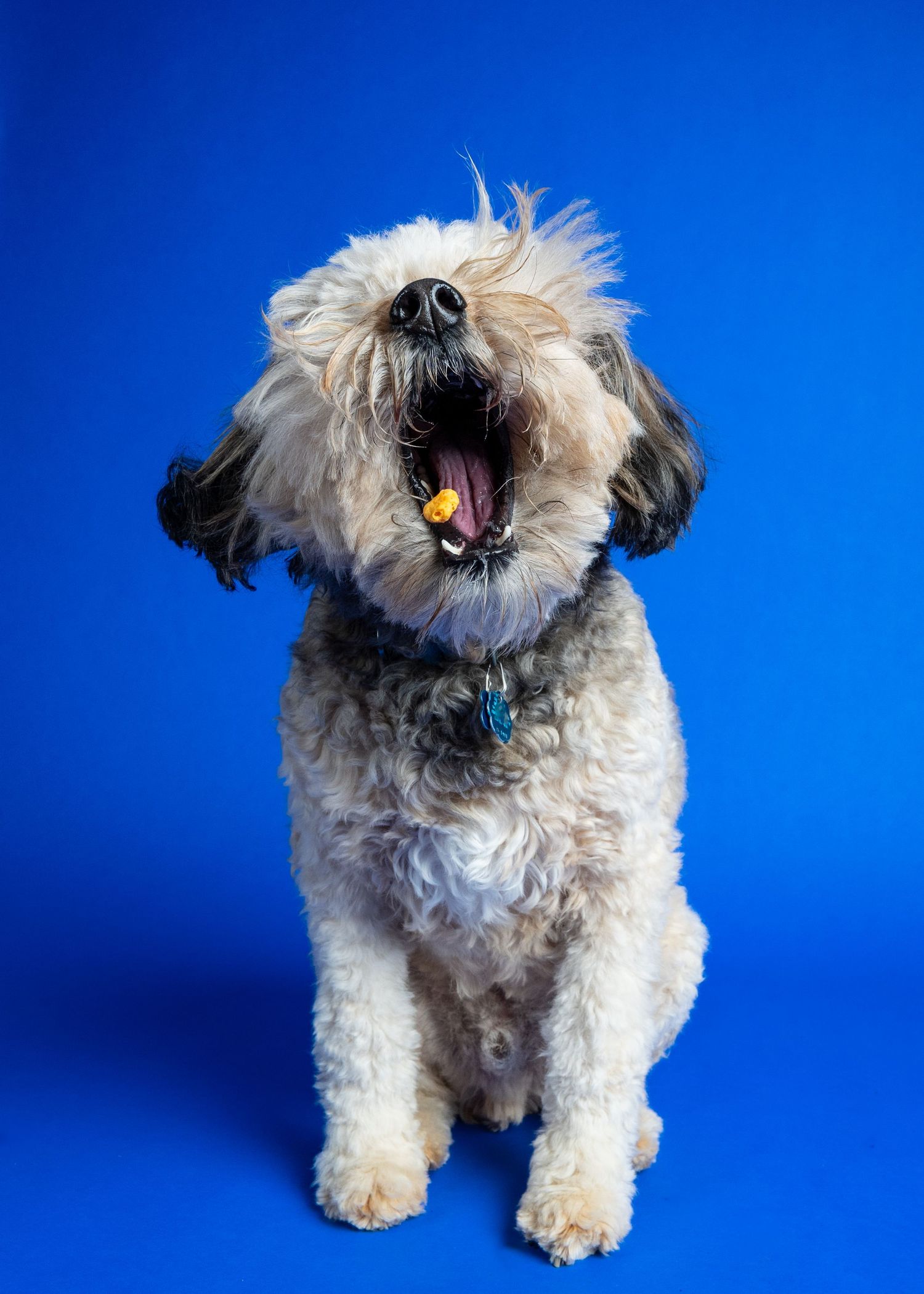 Fluffy white and gray dog sitting against blue background with mouth open wide, wearing teal collar.