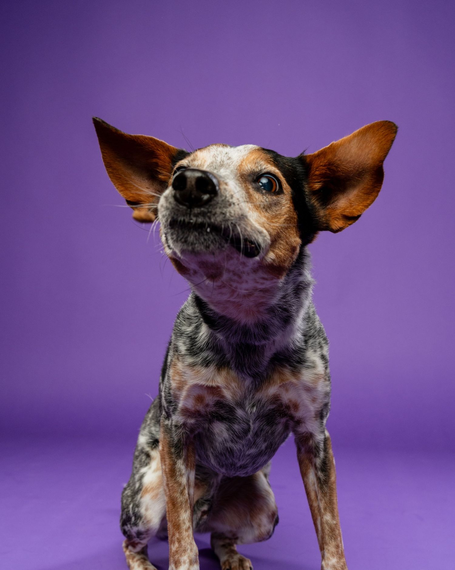 A small dog with large ears and blue merle coat sits alertly against a vibrant purple background.