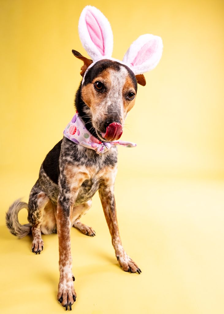 Tall brindle dog wearing Easter bunny ears and floral bandana licks nose against yellow studio background.