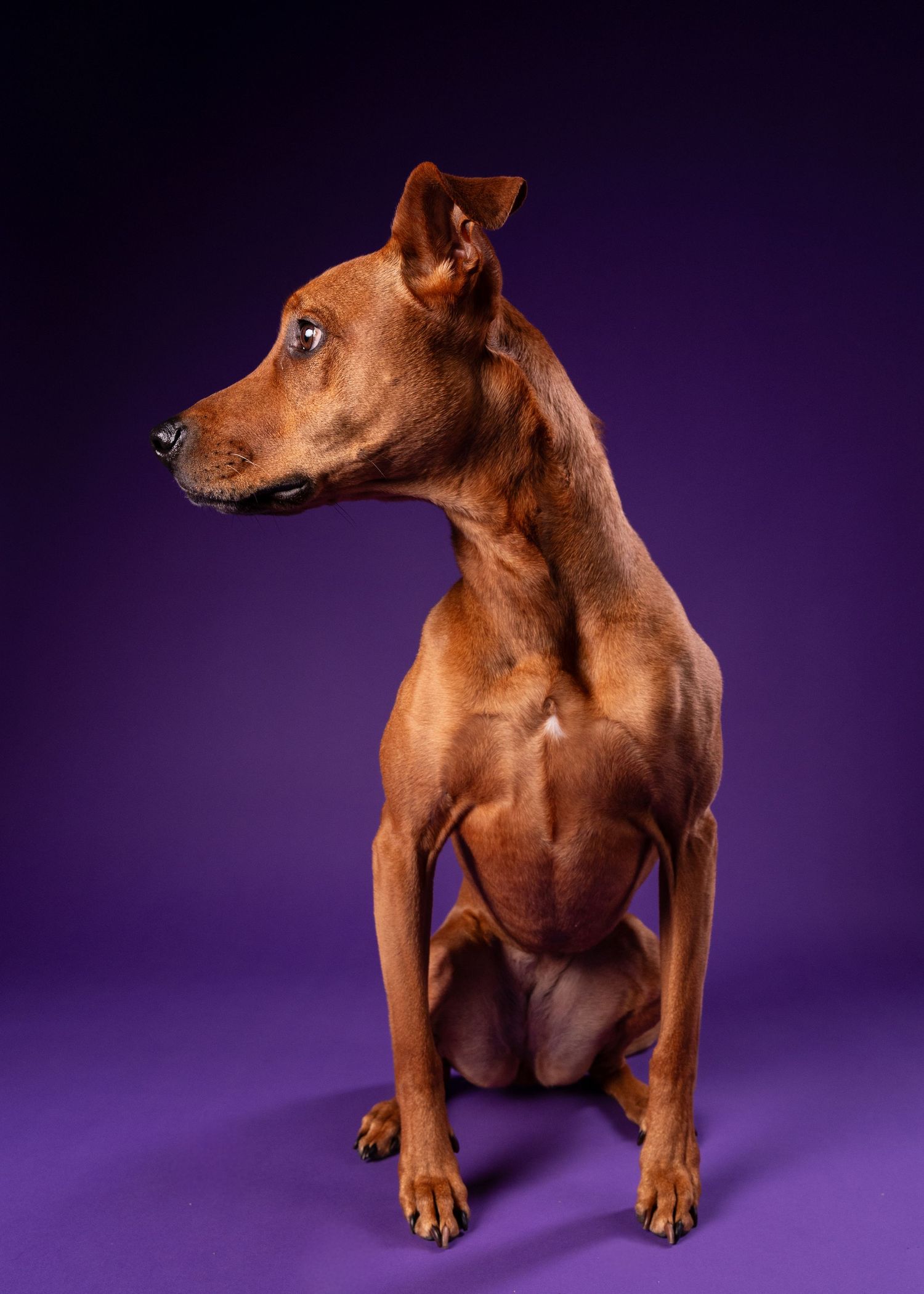 A sleek brown dog sits in profile, gazing upward against a deep purple background.