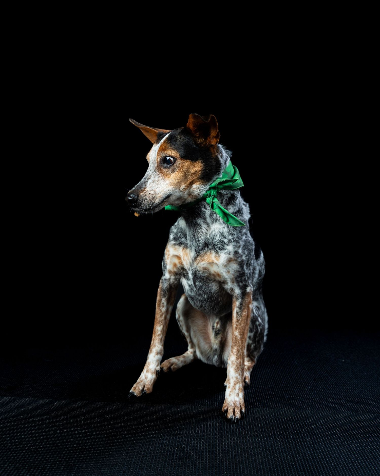A merle-coated dog wearing a green bandana looks sideways while sitting against a black background.