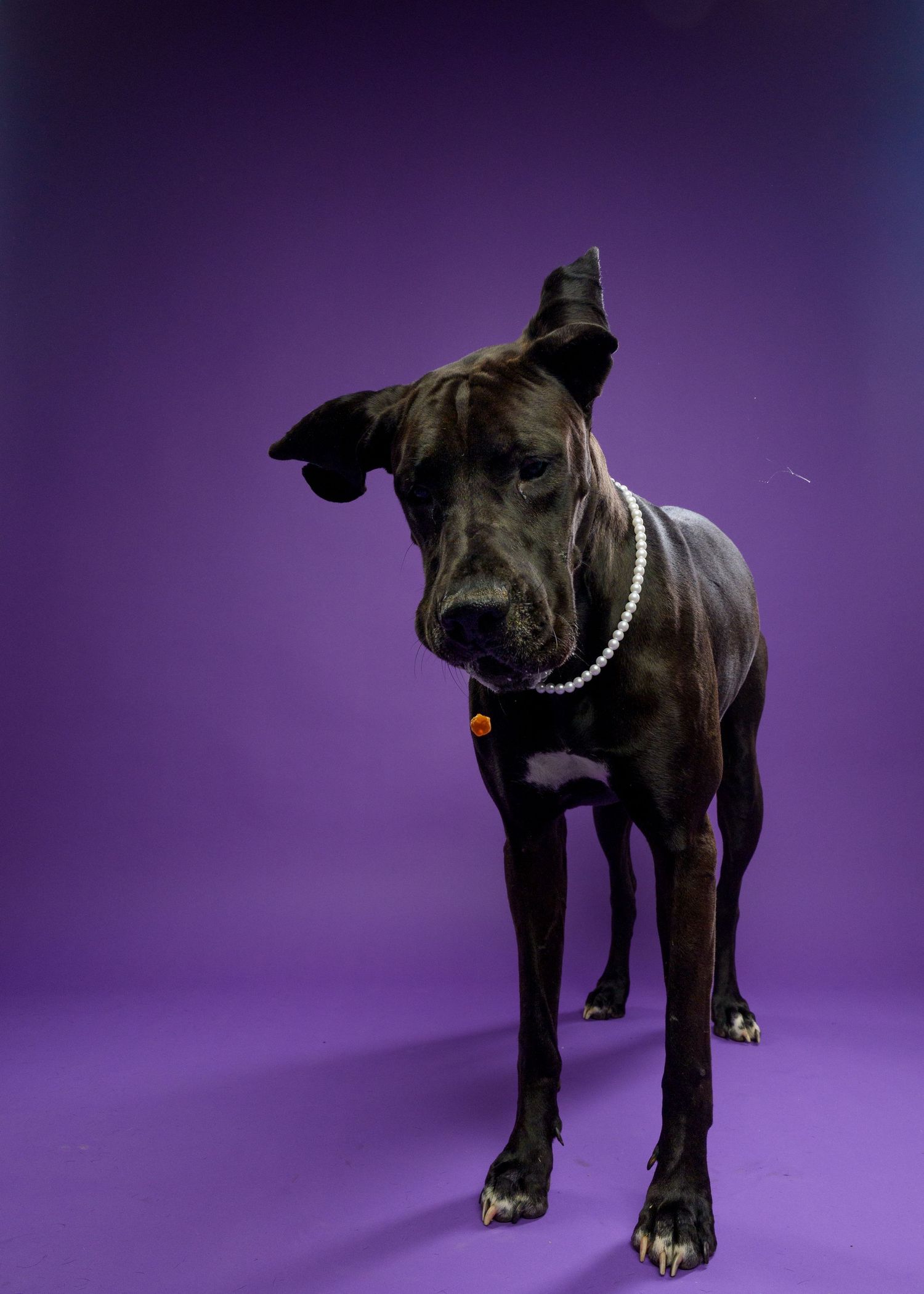 Black Great Dane dog wearing a pearl collar standing against a vibrant purple studio background.