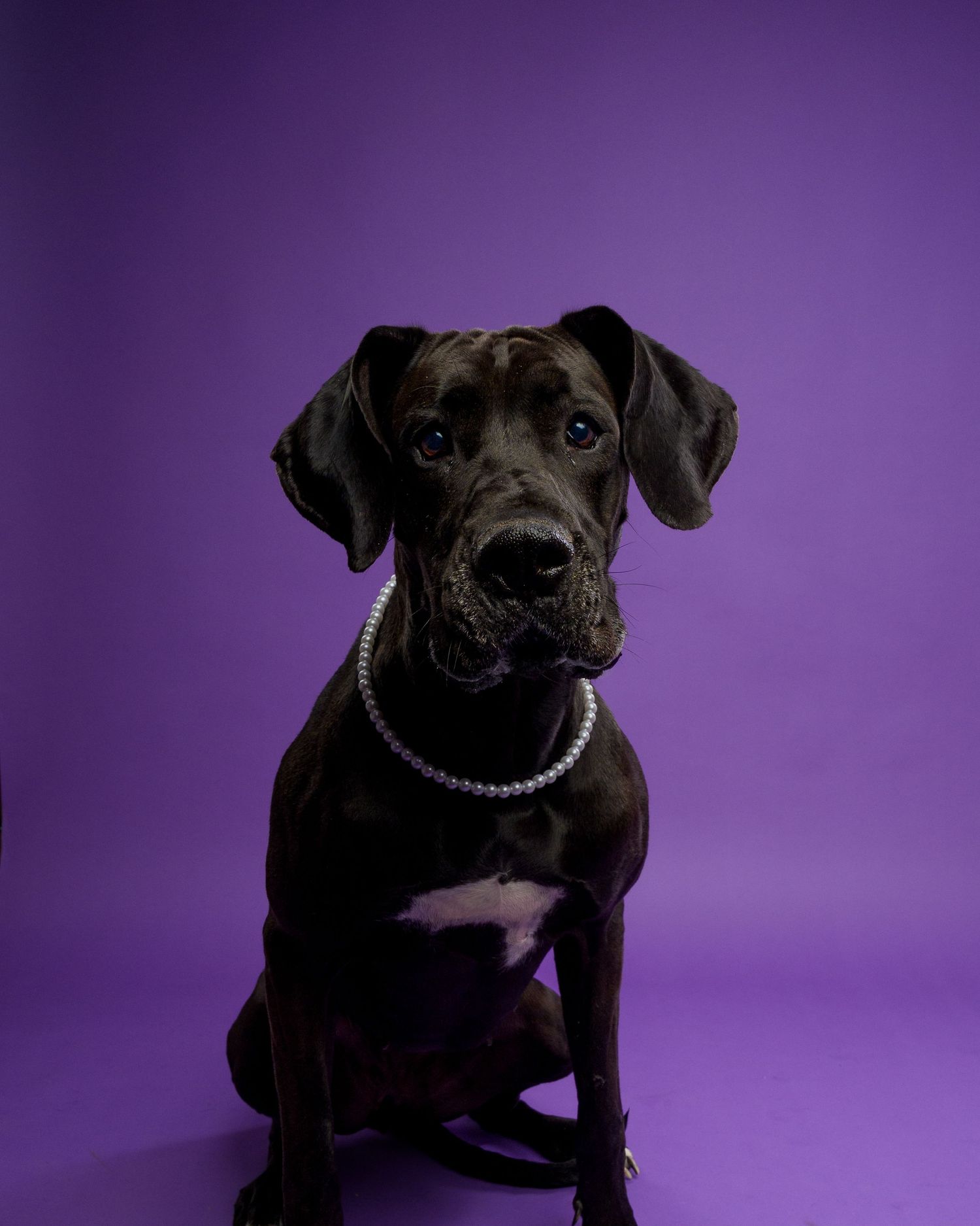 Black Great Dane puppy wearing pearl necklace sitting against vibrant purple backdrop.