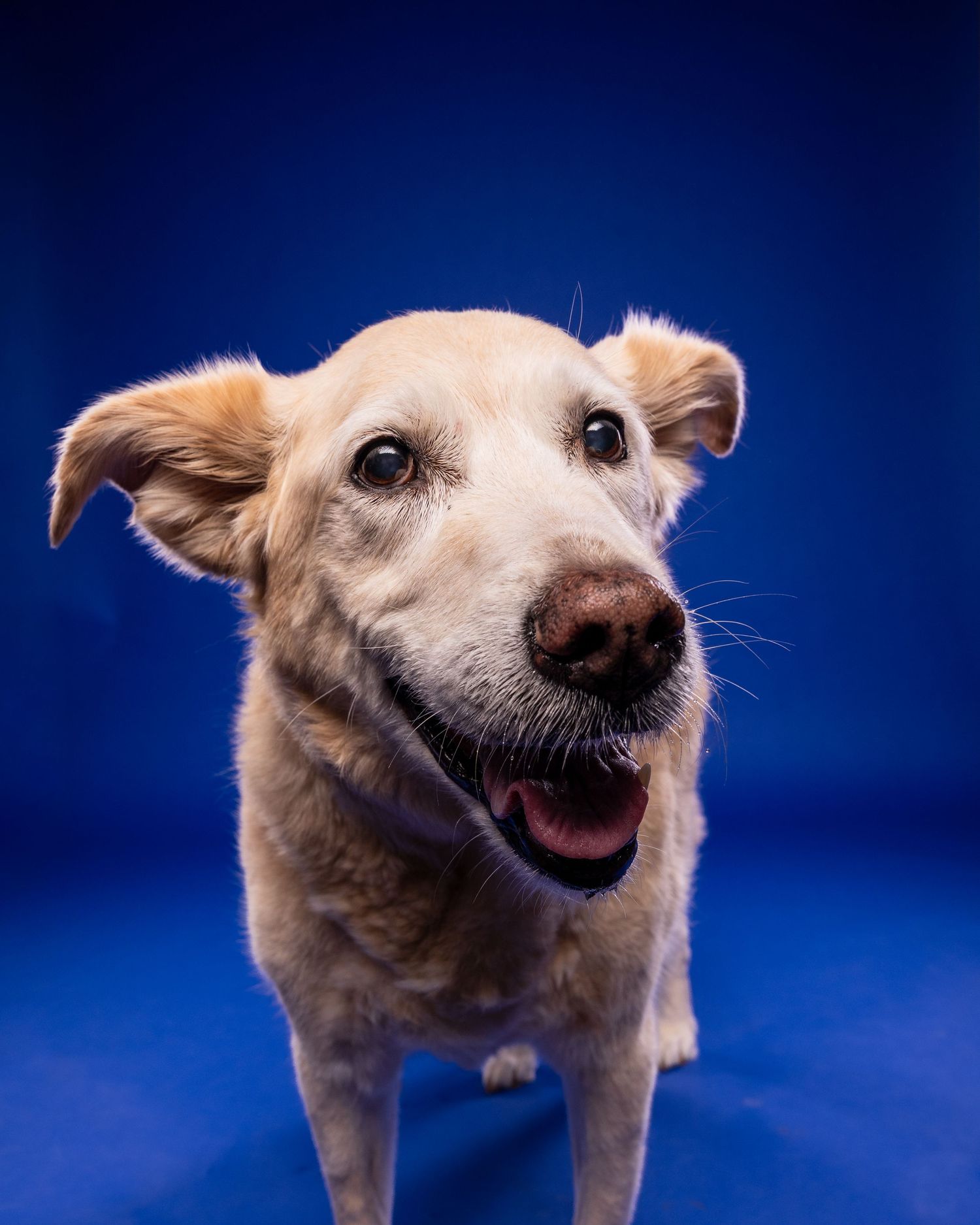 A happy golden Labrador mix dog with floppy ears and open mouth smiling against a vivid blue studio background.