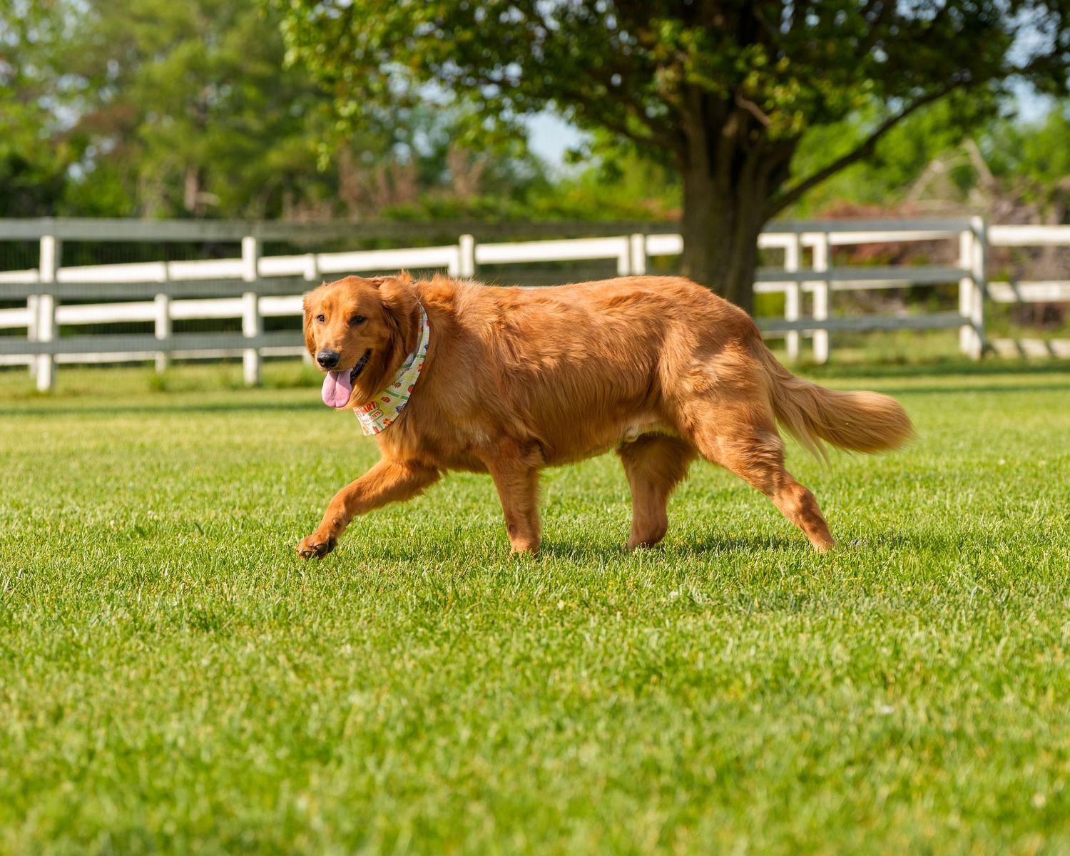 Golden retriever dog running and playing on lush green grass in a sunny backyard with white fence.