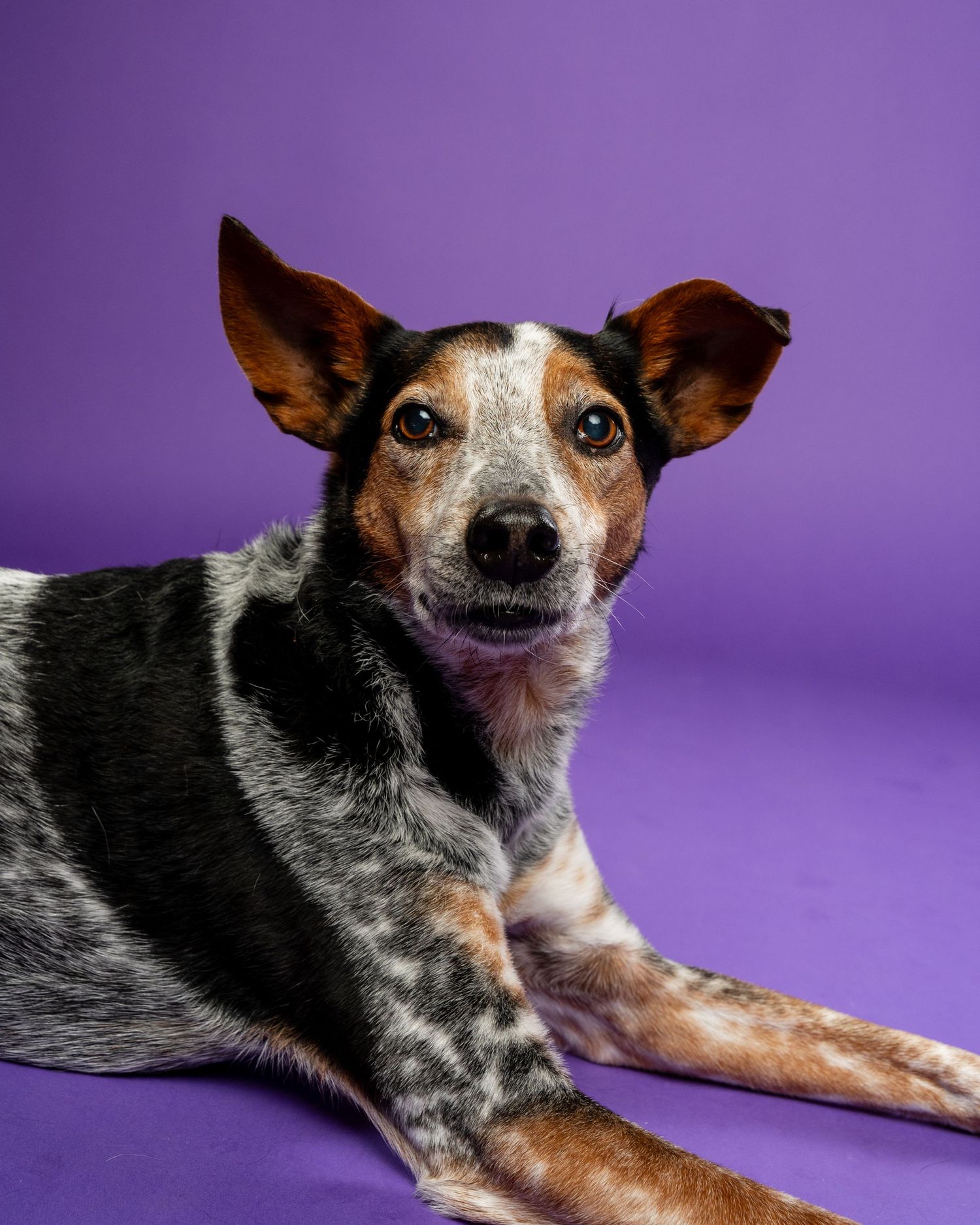 An Australian cattle dog with large ears lying down against a purple studio background.