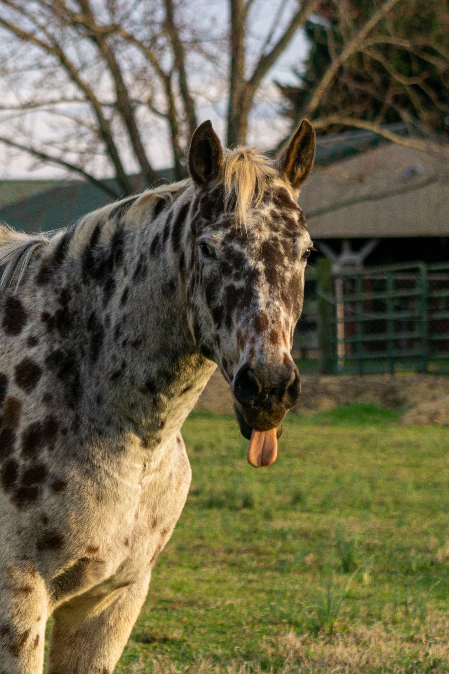 An Appaloosa horse with spotted coat sticking its tongue out in a green pasture.