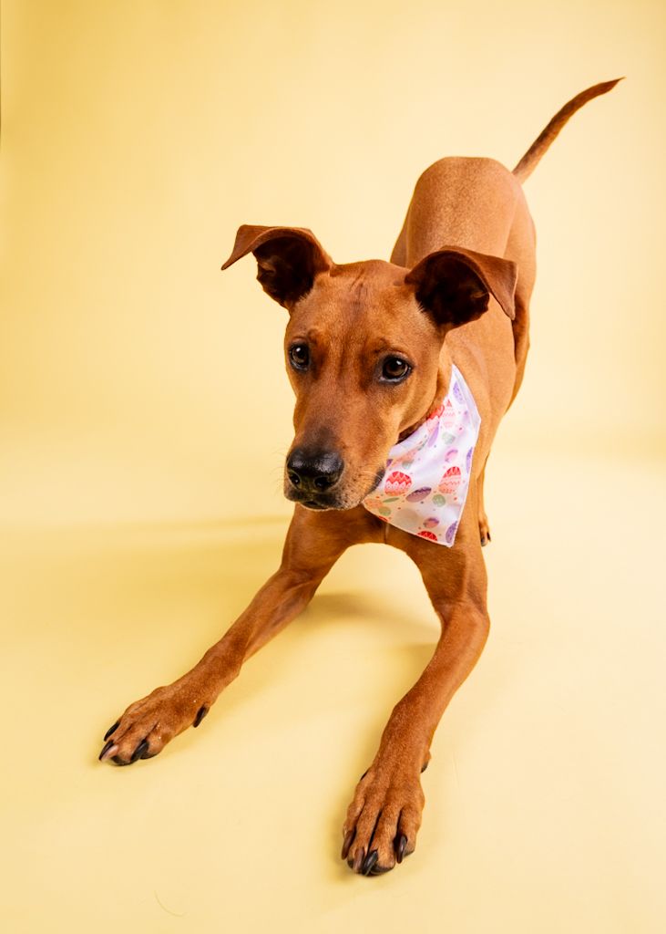 Lean brown dog wearing colorful bandana poses playfully on yellow background.