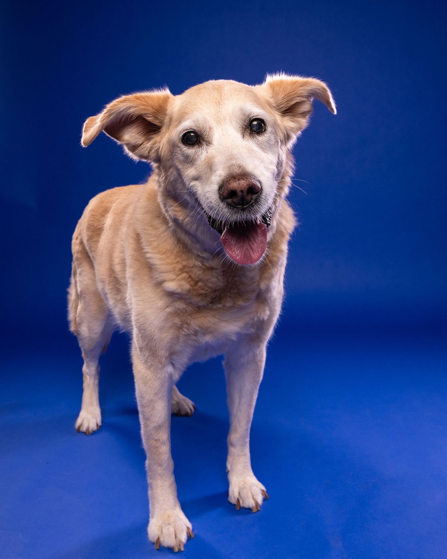 A happy golden Labrador mix stands on a blue background, mouth open in a joyful smile, ears perked up.