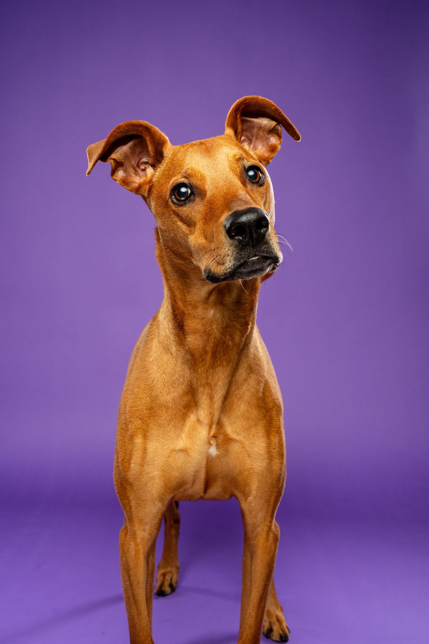 A sleek brown Italian Greyhound mix stands attentively with perked ears against a purple backdrop.