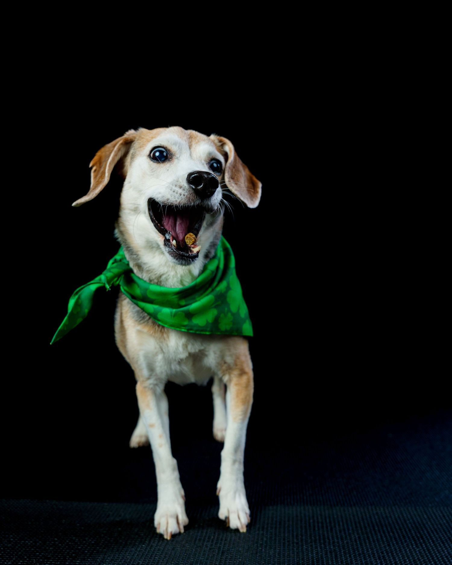 Happy beagle mix dog wearing a green bandana stands with mouth open joyfully.