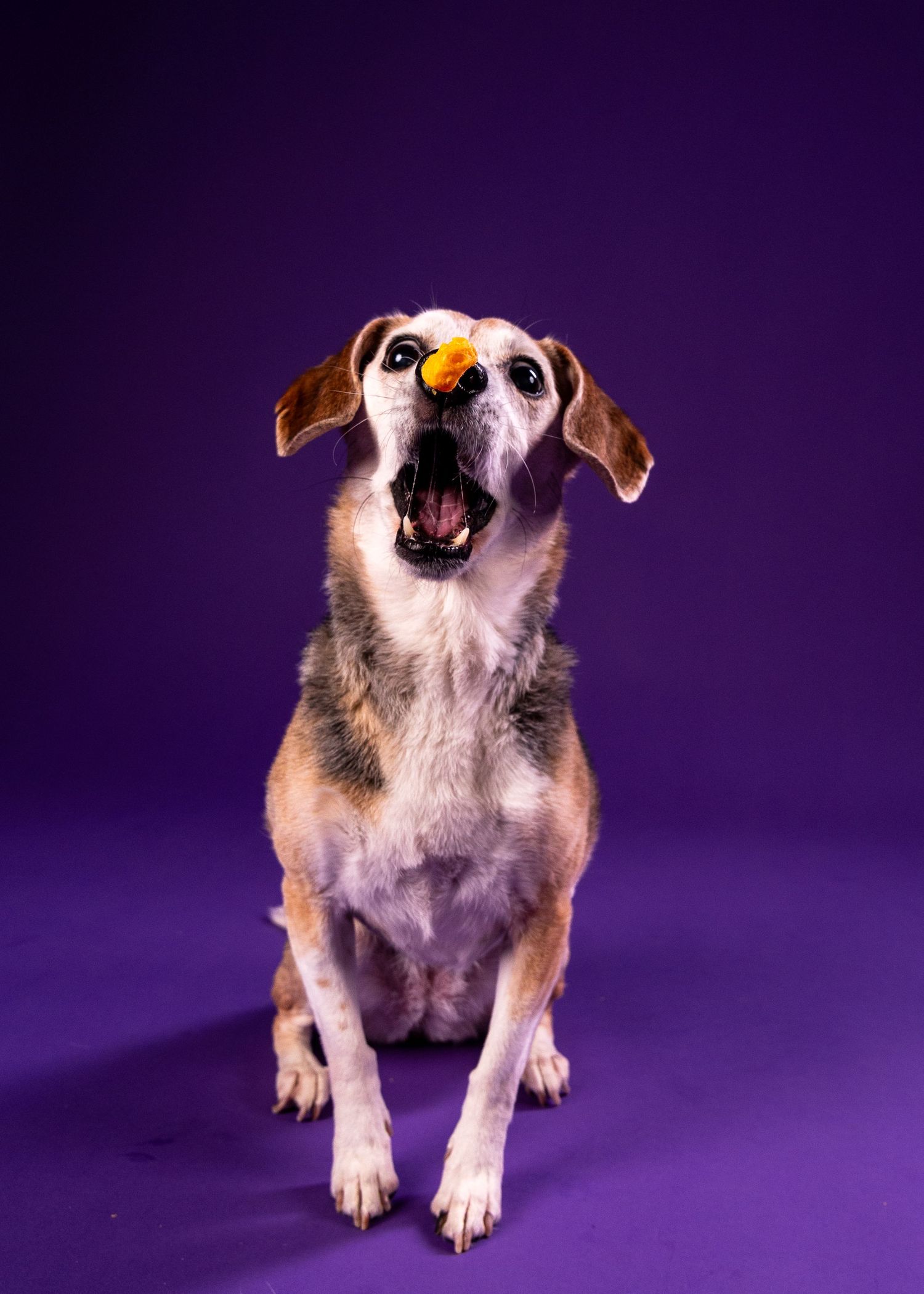 A beagle mix dog attempts to catch a treat balanced on its nose with mouth wide open.