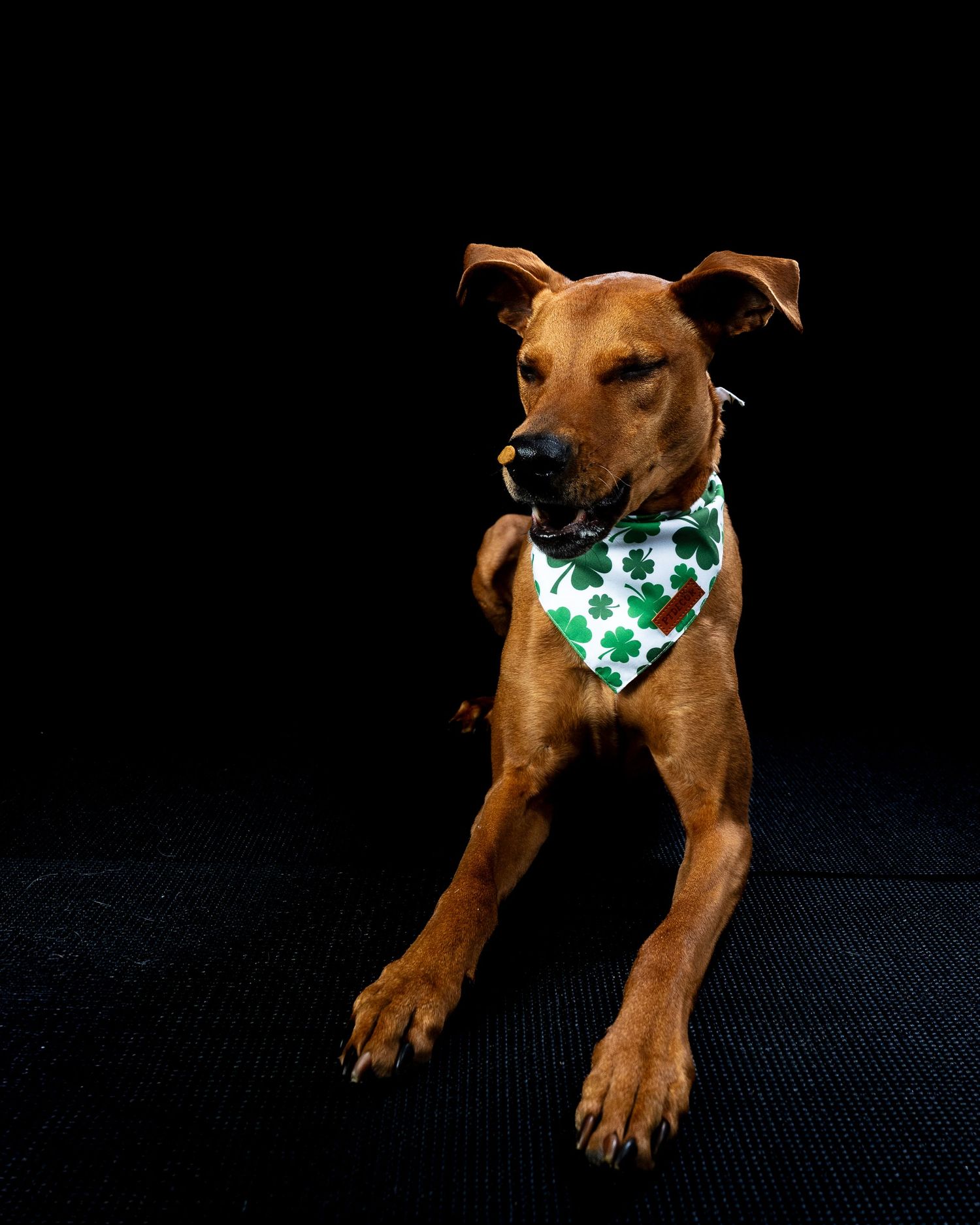 A sleek brown dog wearing a white shamrock-patterned bandana rests calmly on a dark floor.