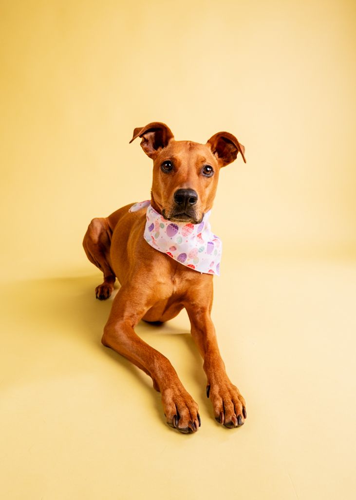 Sleek brown Vizsla mix wearing Easter egg print bandana poses lying down against pale yellow background.