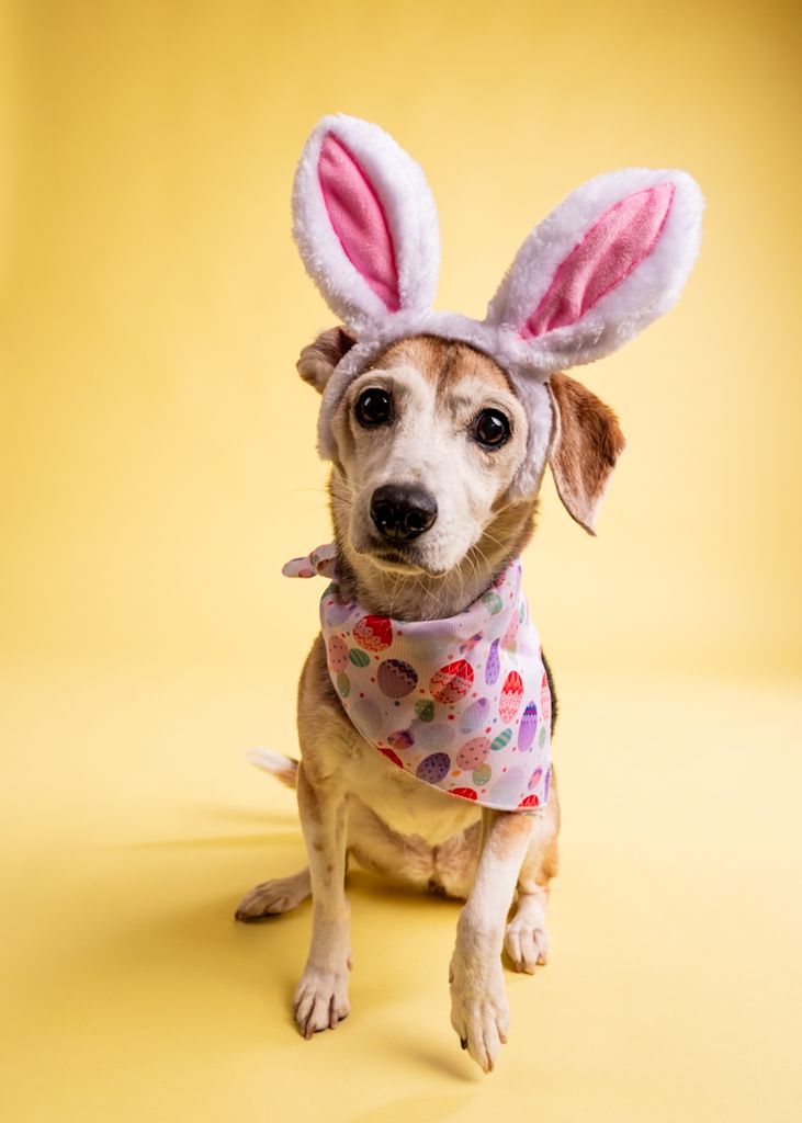 Cute dog wearing bunny ears headband and Easter egg print bandana on yellow background.