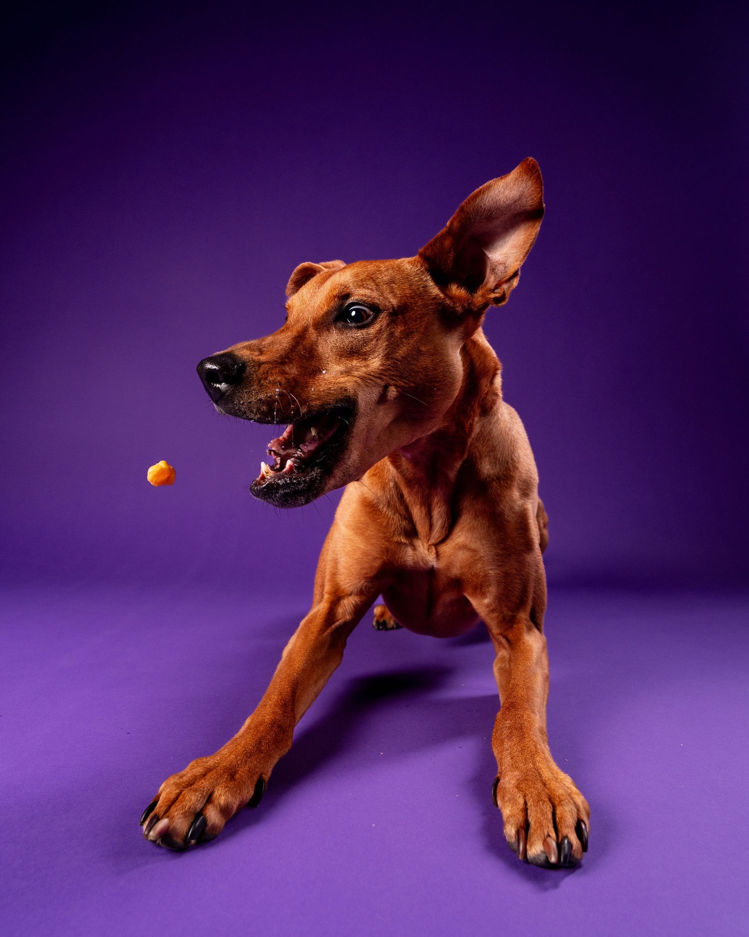 A playful brown dog lunges forward to catch a treat against a vivid purple background.