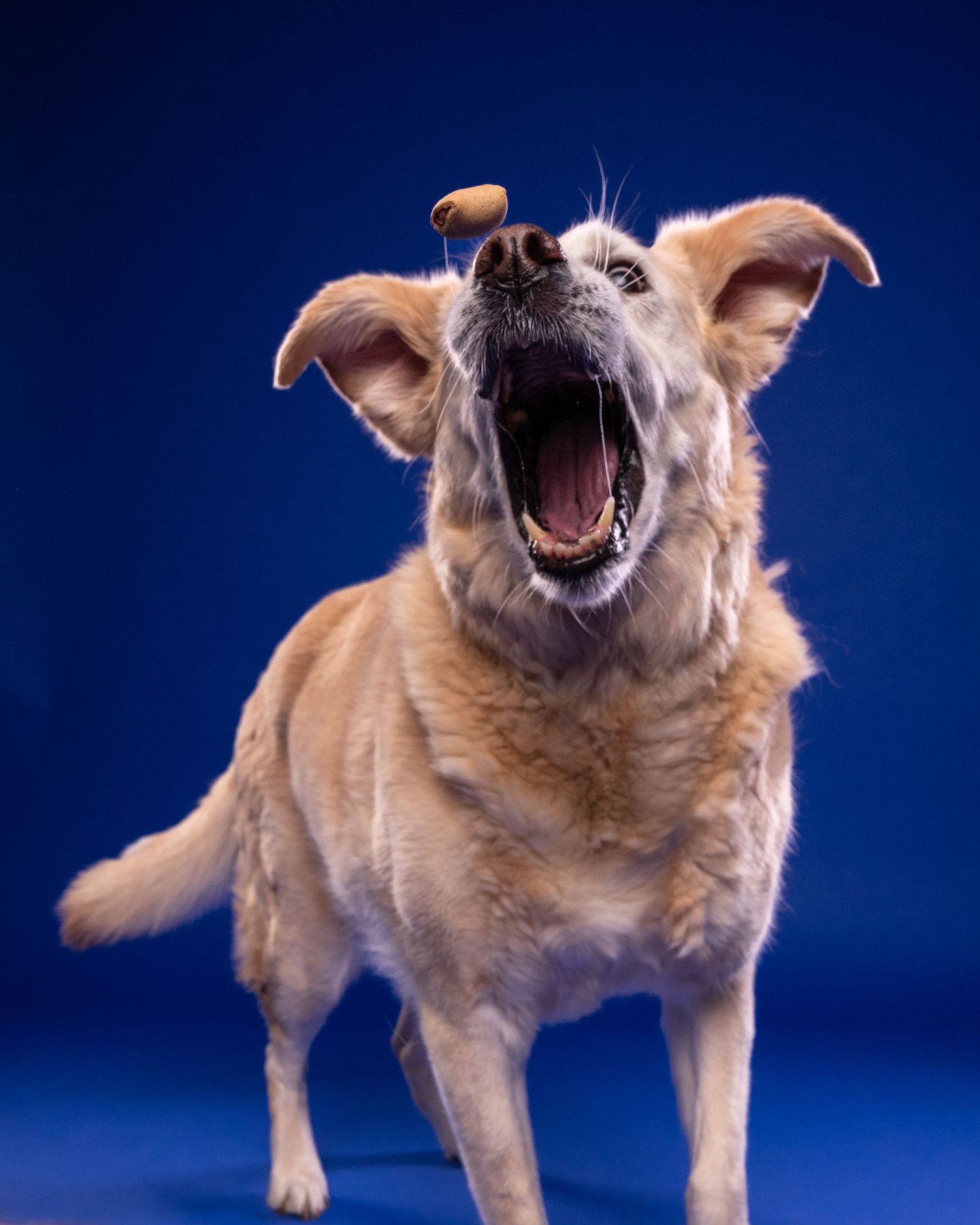 A golden dog leaps with mouth wide open catching a treat mid-air against a vivid blue studio background.