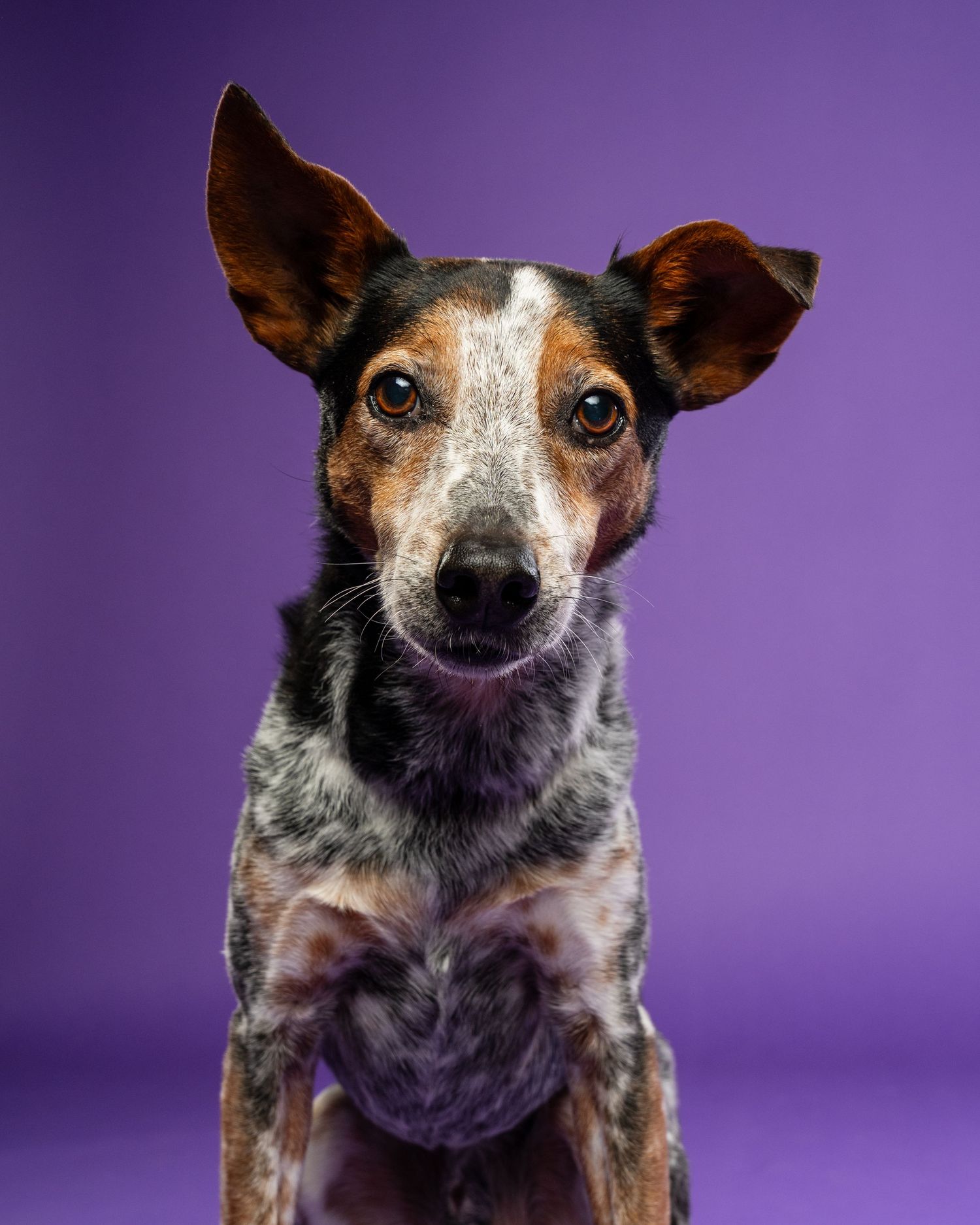 A tricolor speckled dog with large upright ears sits attentively against a vibrant purple studio backdrop.