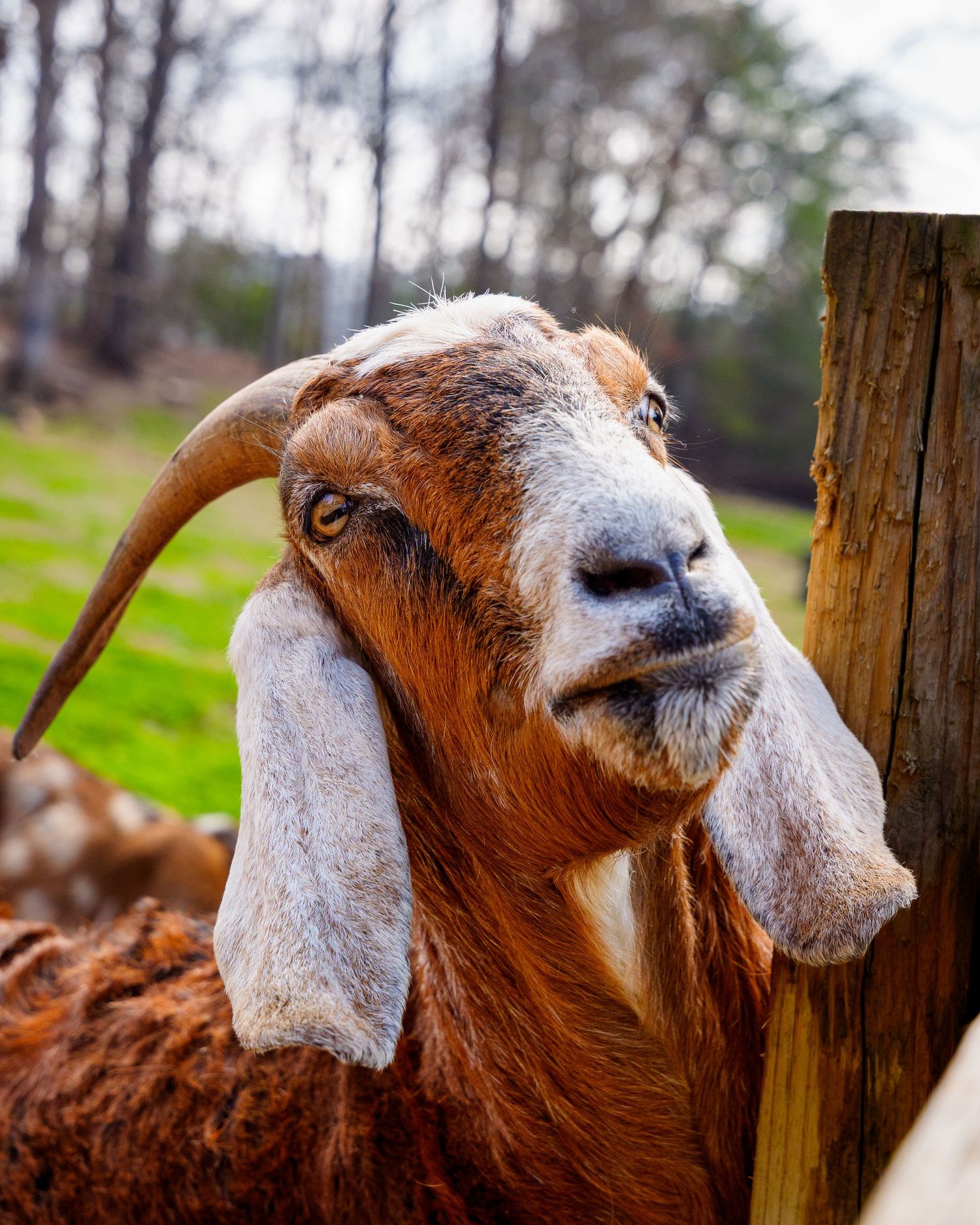 A close-up portrait of a brown and white horned Boer goat beside a wooden post.