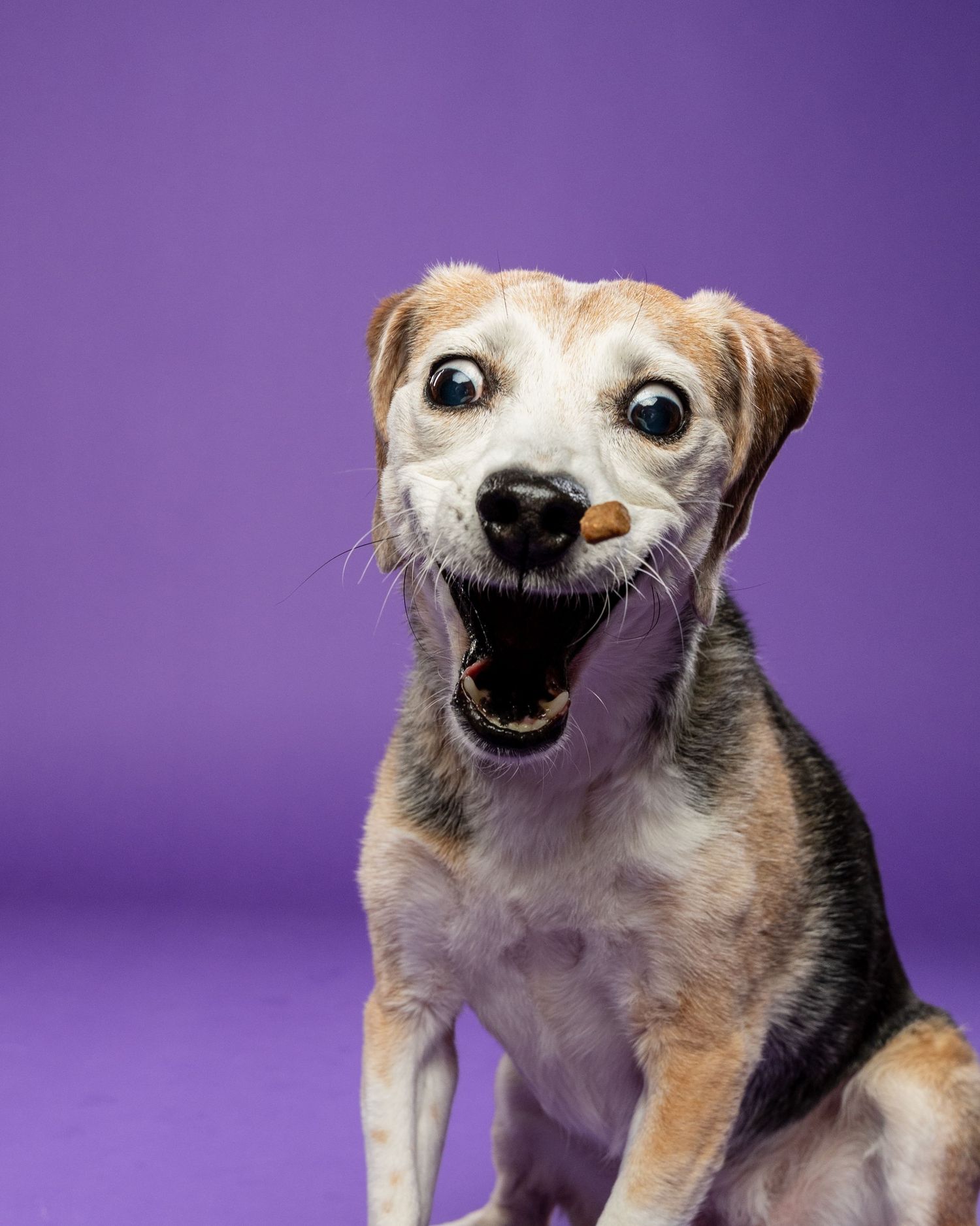 A surprised-looking scruffy terrier mix dog catches a treat with wide eyes on purple backdrop.