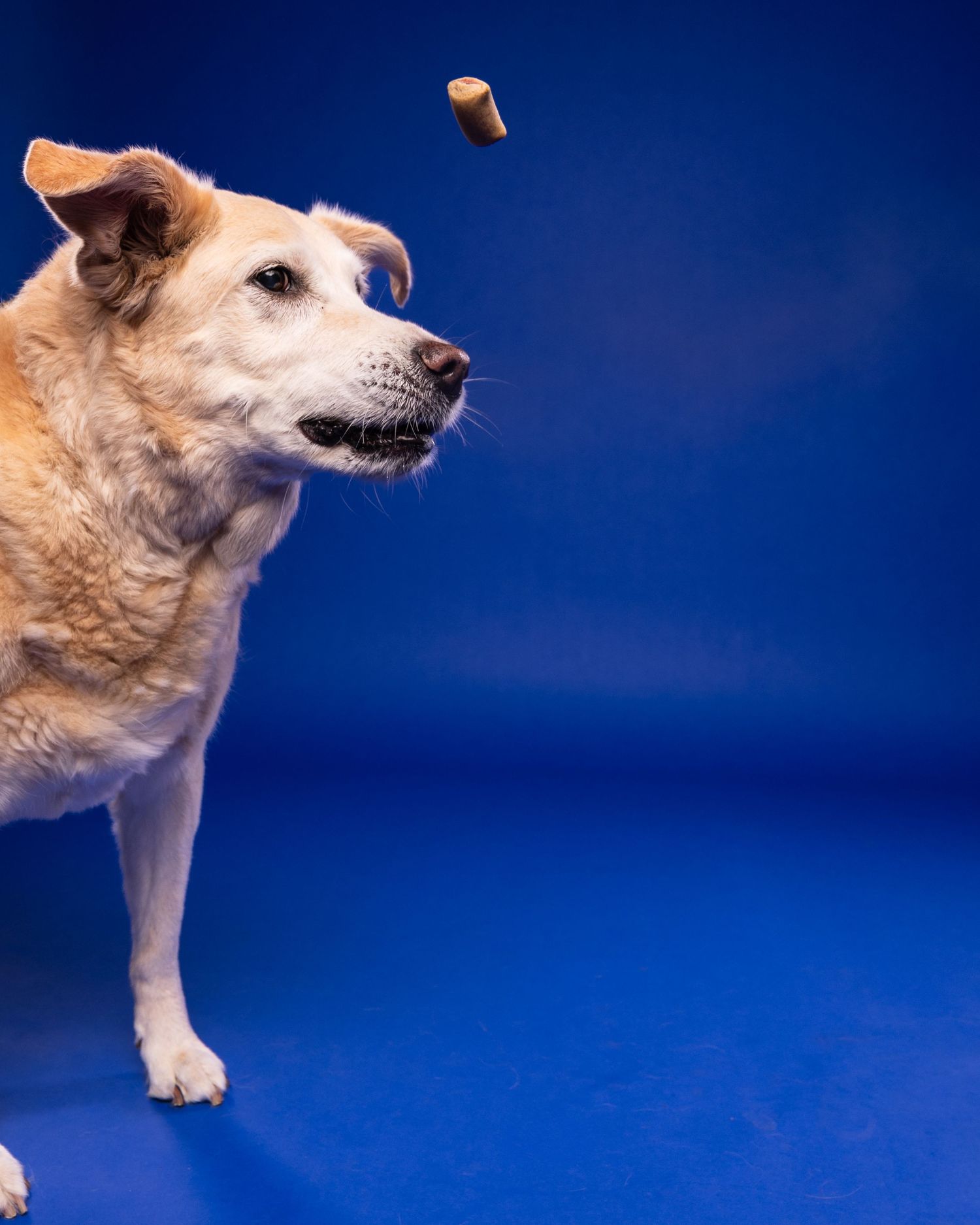 A senior tan Labrador mix dog watches a flying treat tossed in the air against a blue studio background.