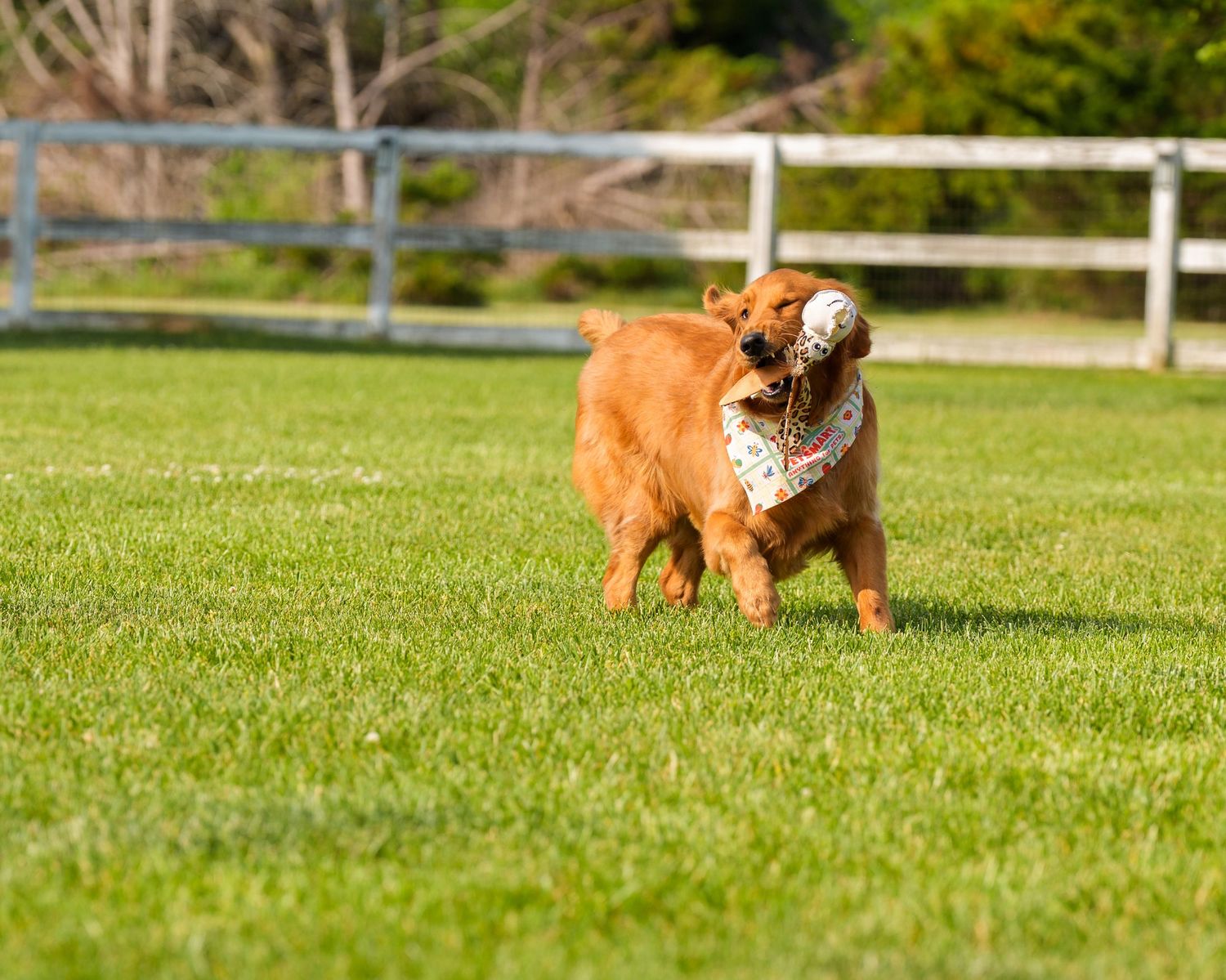 A golden retriever joyfully runs across a lush green lawn carrying a white ball in its mouth near a white fence.