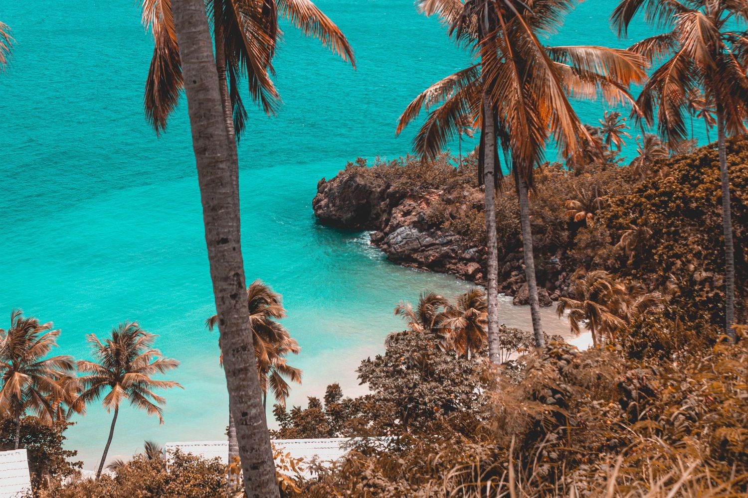 Aerial view of palm trees framing a secluded turquoise cove with a small sandy beach in a tropical paradise.