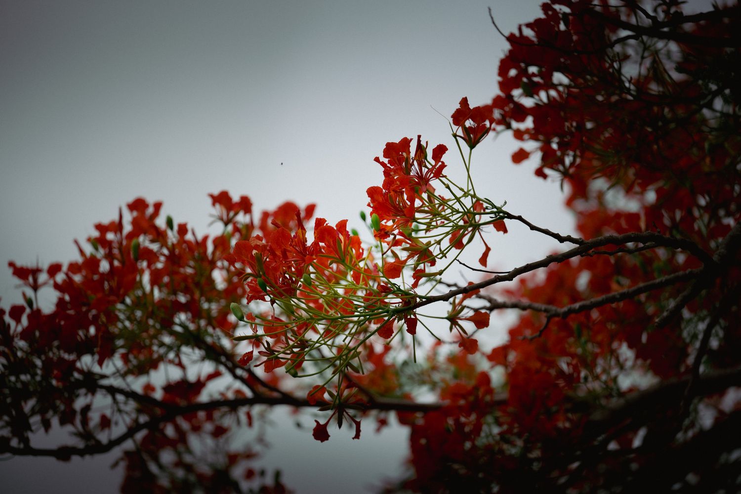 Vibrant red flamboyant tree branches in full bloom against a moody gray overcast sky.
