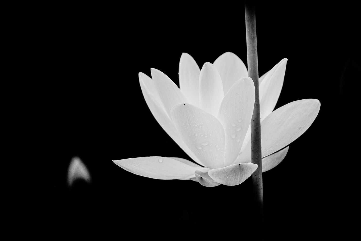 Elegant white lotus flower in full bloom captured in striking black and white contrast against a dark background.