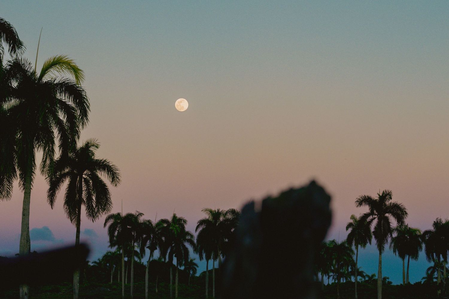 Silhouettes of tall royal palm trees against a pink and blue twilight sky with a full moon rising.
