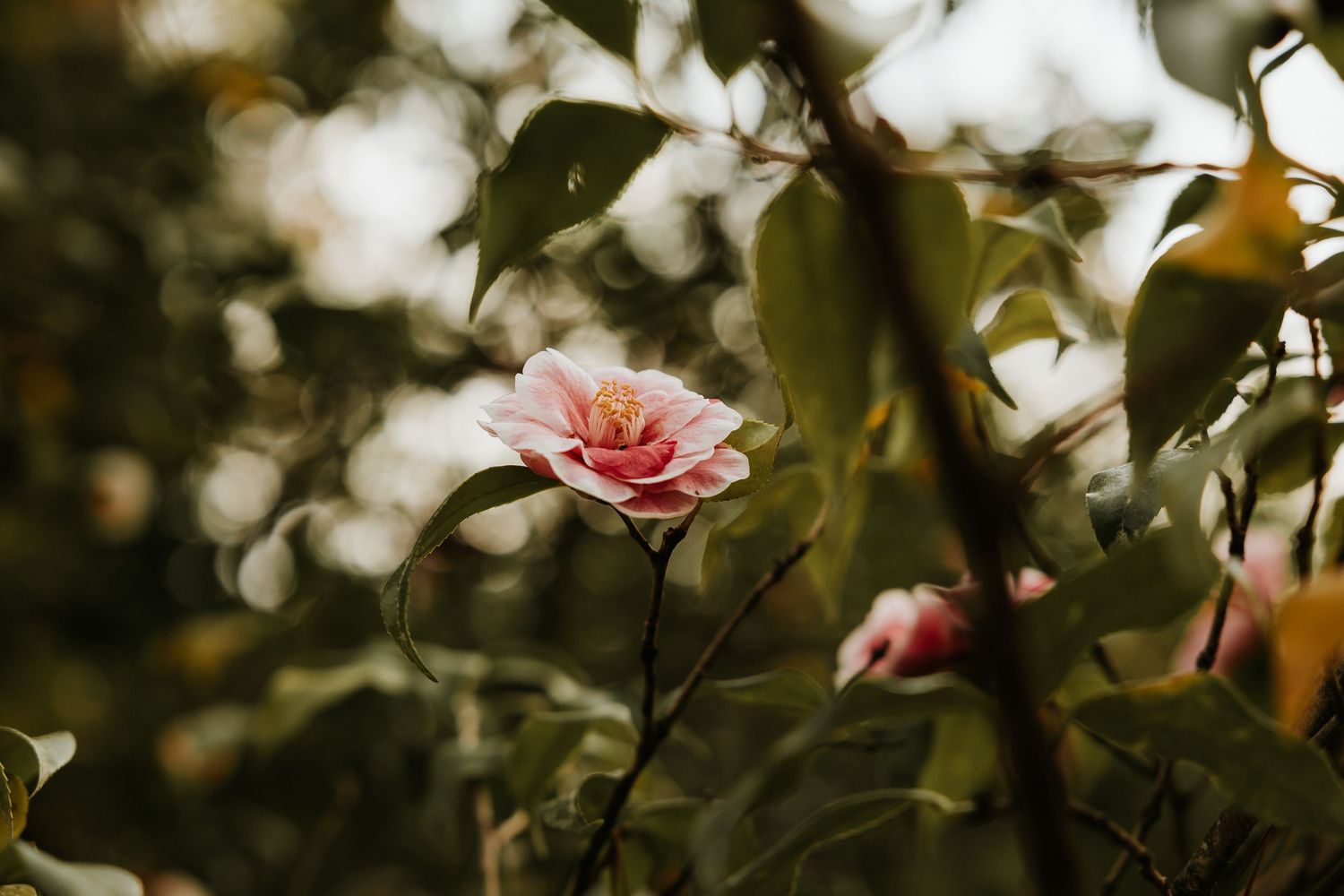 A delicate pink rose blooms among lush green leaves with soft bokeh background lighting.