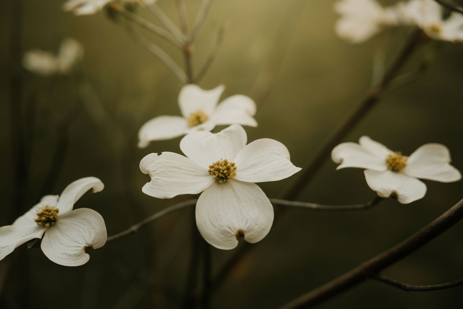 White dogwood flowers with yellow centers bloom on dark branches against a soft, blurred green background.