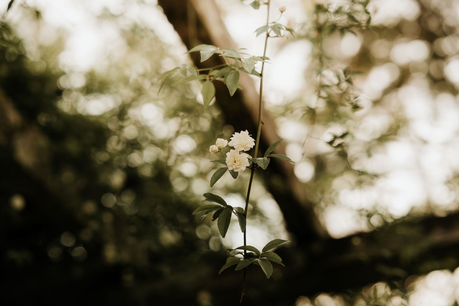 Small white flowers on a slender branch with green leaves in soft golden bokeh light.