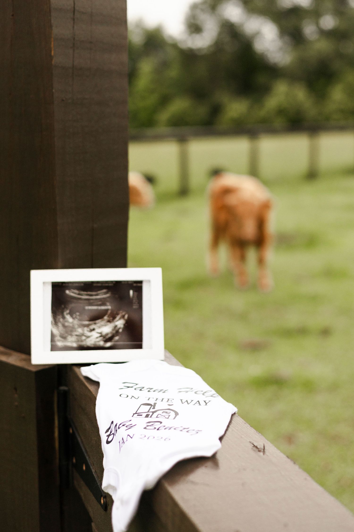 Ultrasound photo and baby onesie displayed on fence rail with cattle grazing in background.