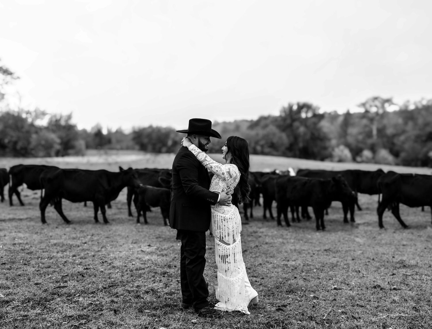 Black and white photo of a couple sharing a kiss in a field surrounded by a herd of black cattle.