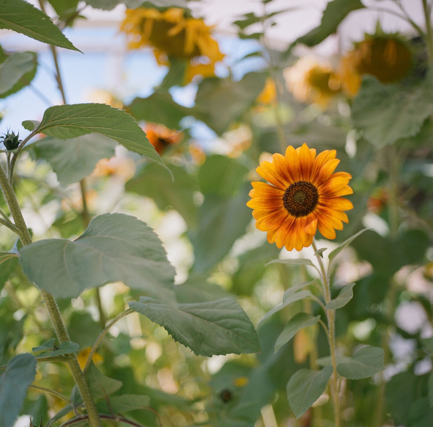 Bright yellow sunflowers blooming in a garden with green leaves in soft focus.