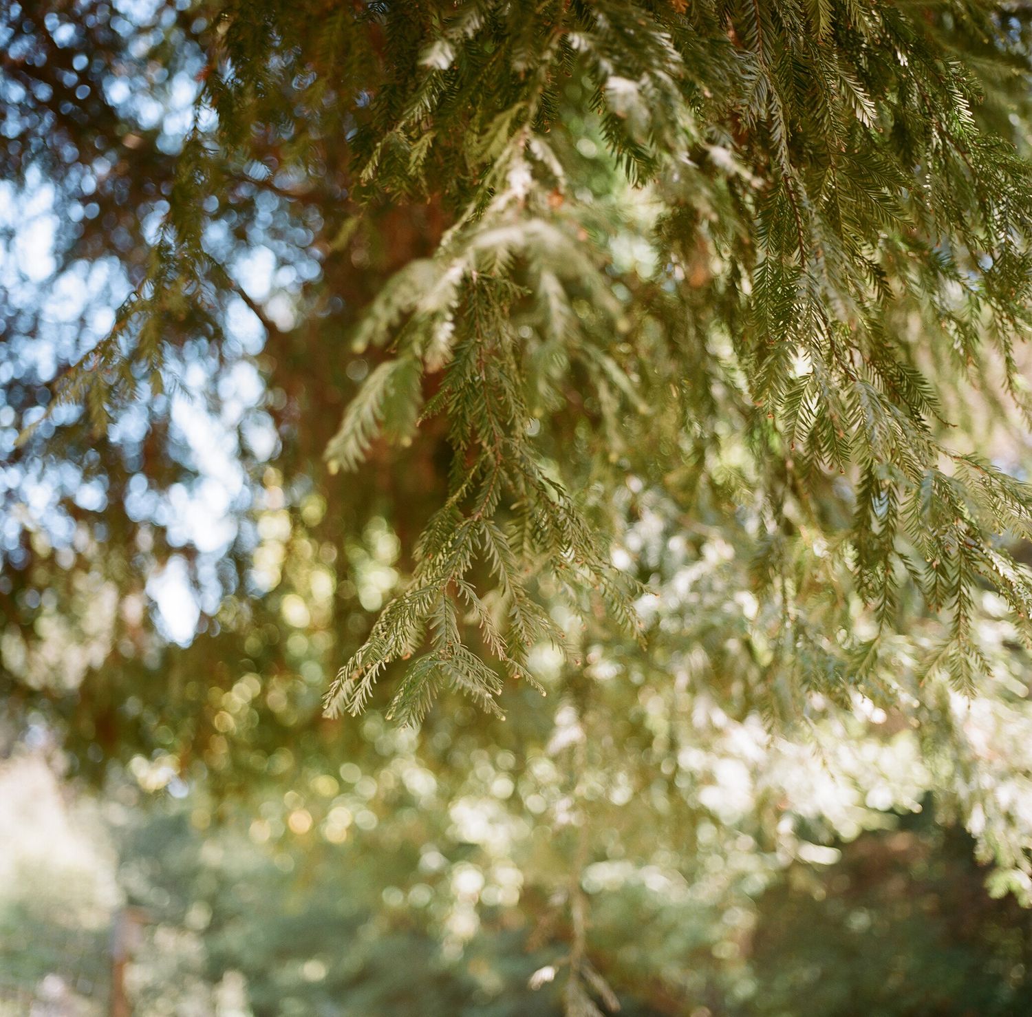 Sunlit evergreen tree branches creating a natural canopy with bokeh effect.