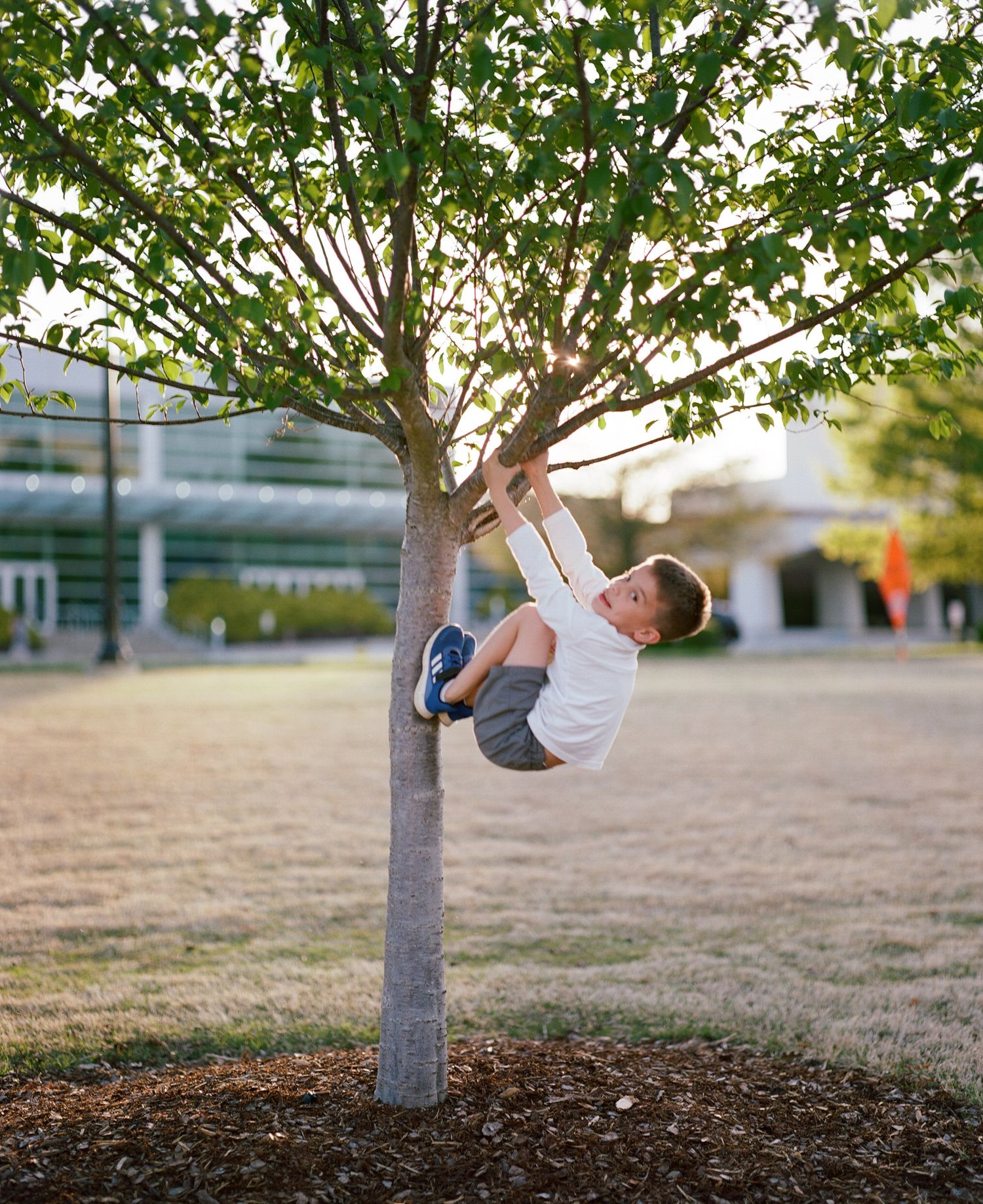 Child swinging joyfully from tree branch in outdoor playground area.