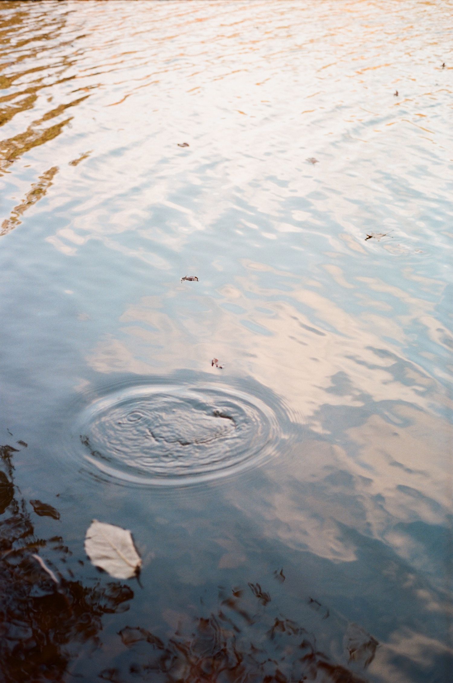 Concentric ripples expanding across a reflective water surface at sunset.