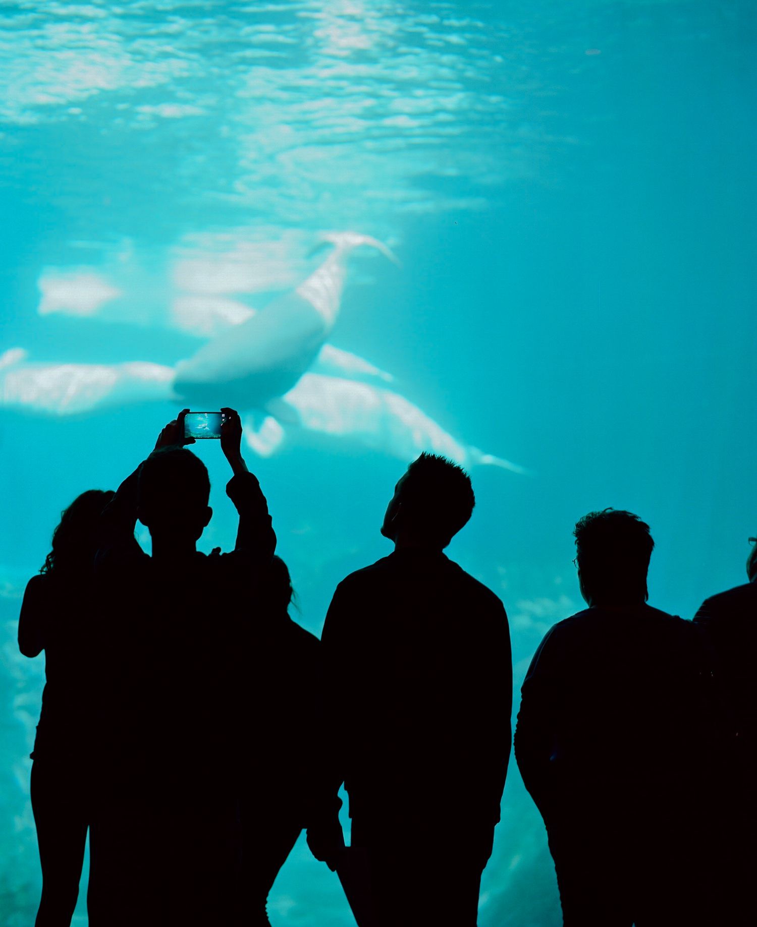 Silhouettes of visitors photographing beluga whales swimming in a glowing turquoise aquarium tank.