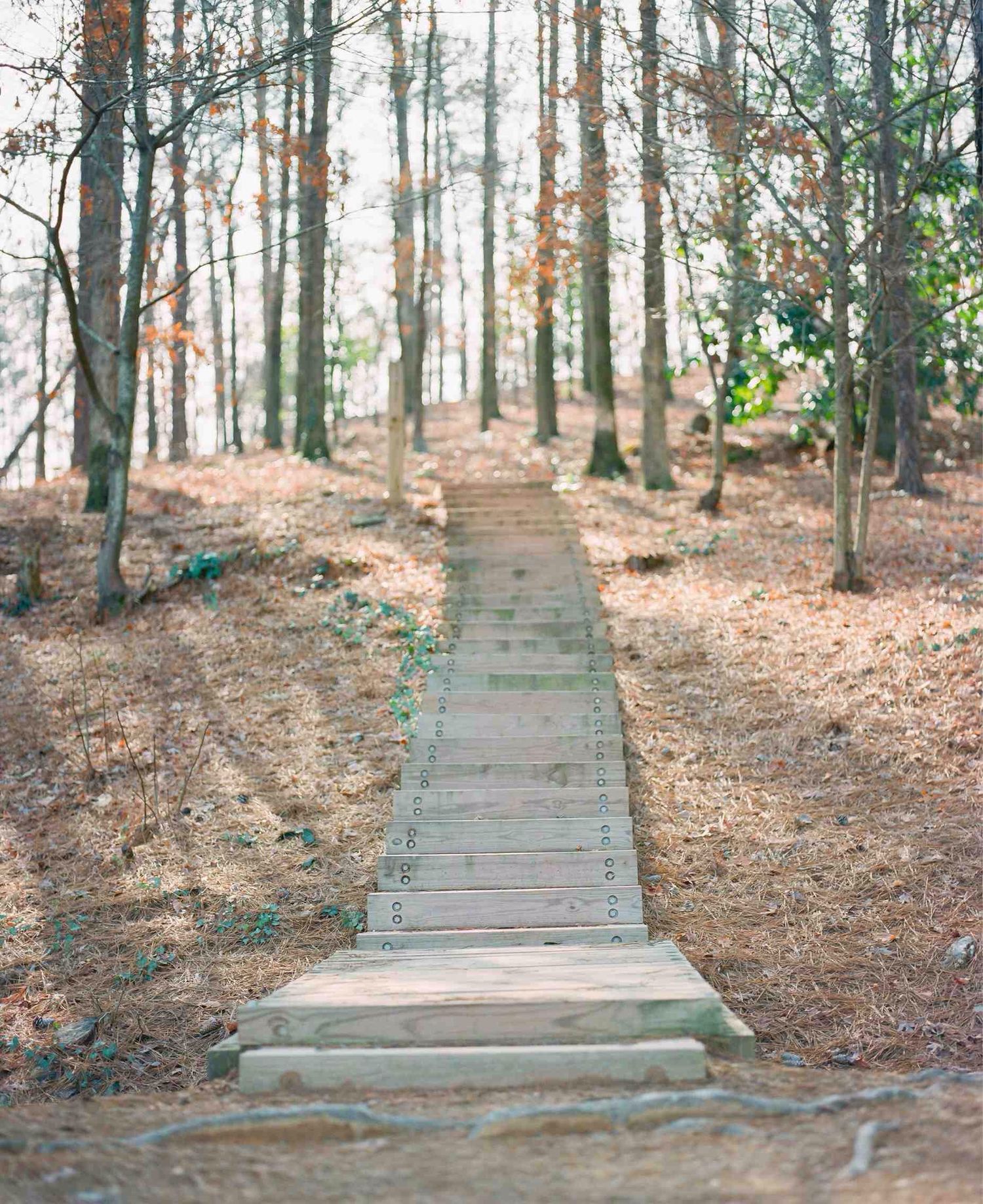 A wooden boardwalk path leads through a forest of tall pine trees covered in fallen leaves.