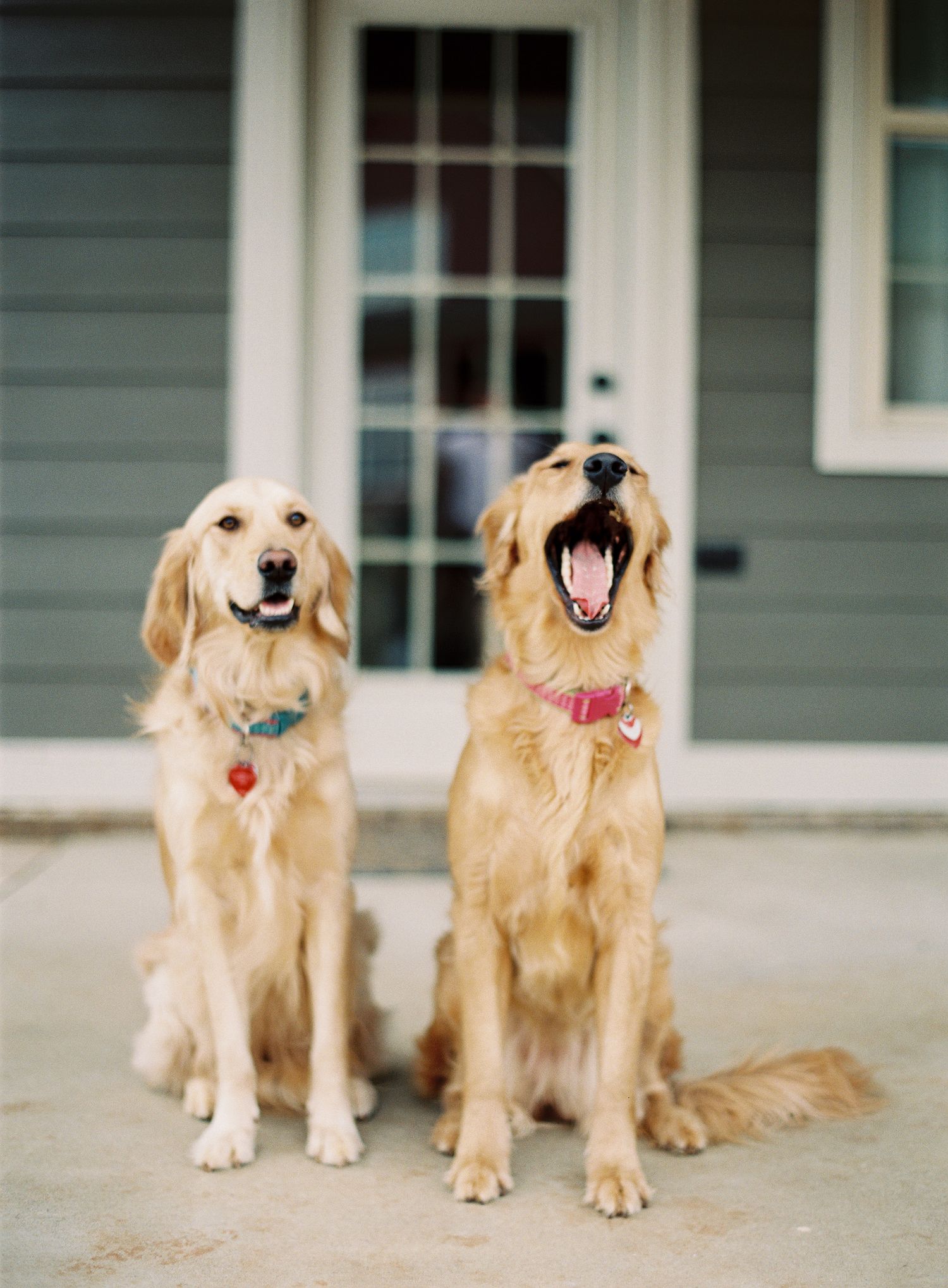 Two golden retrievers showing playful expressions while sitting on a front porch.