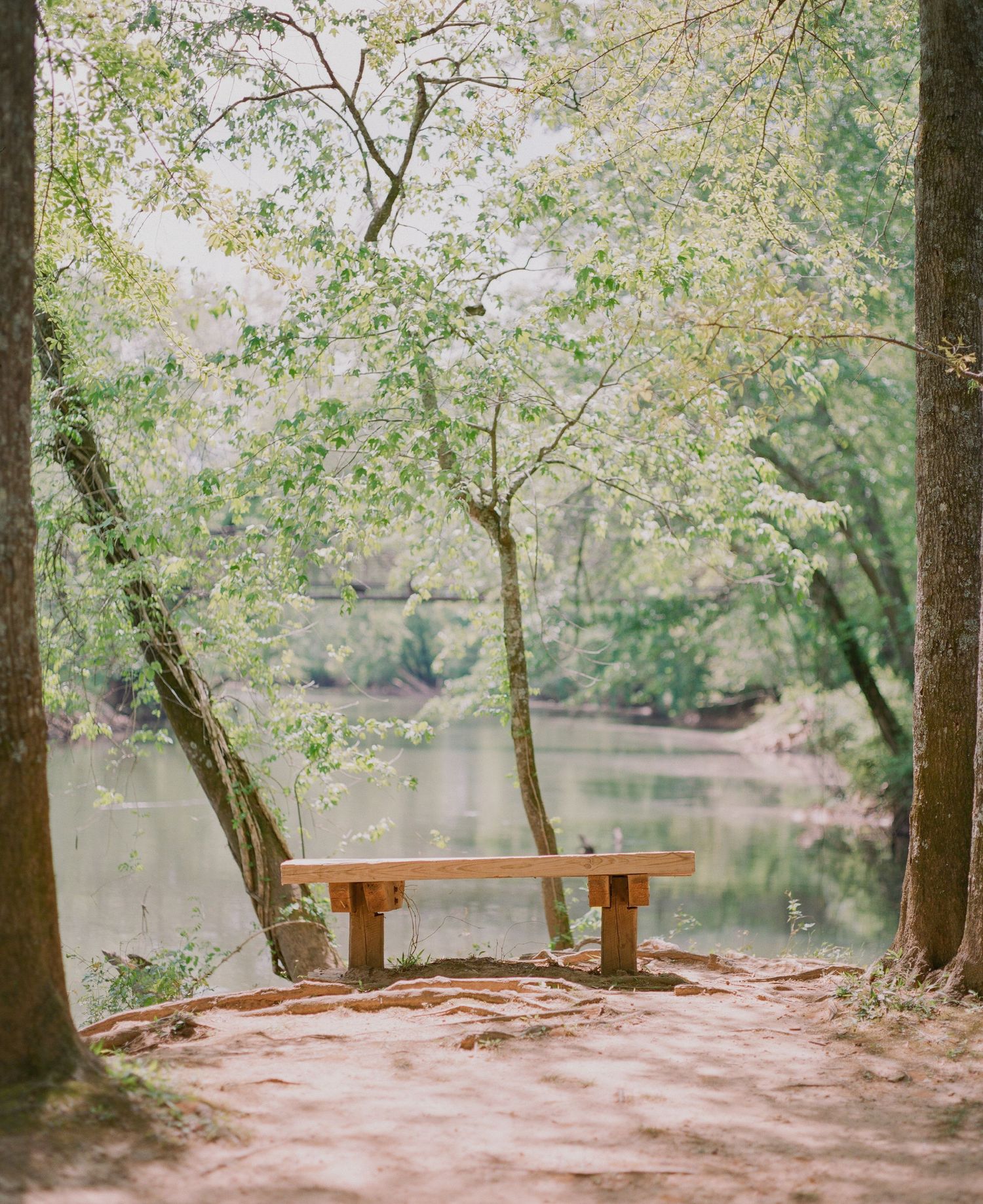 A wooden bench sits peacefully beside a serene lake, framed by lush green trees in a tranquil forest setting.