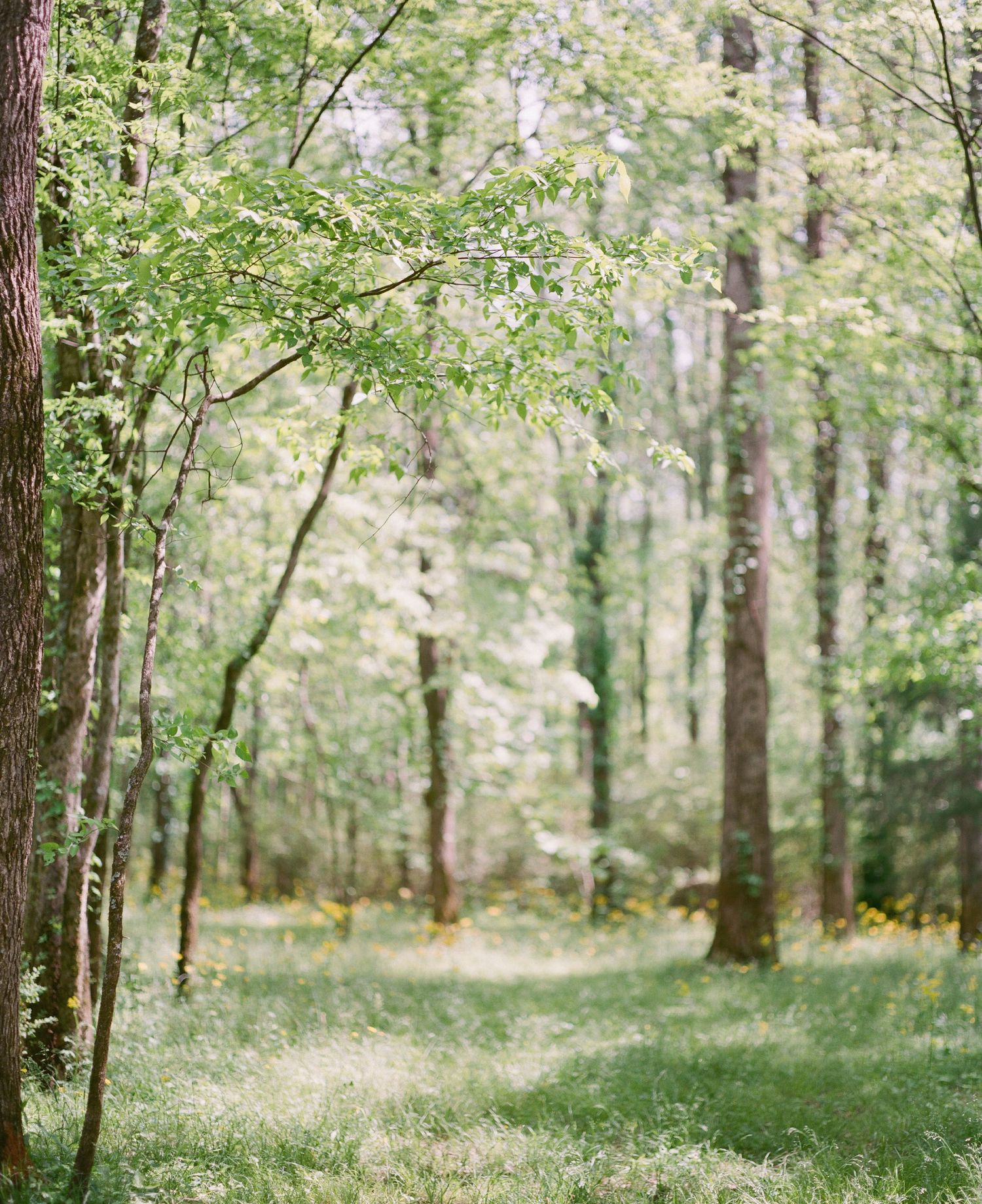 Lush green forest path with sunlight filtering through tall trees and vibrant foliage in a serene woodland setting.