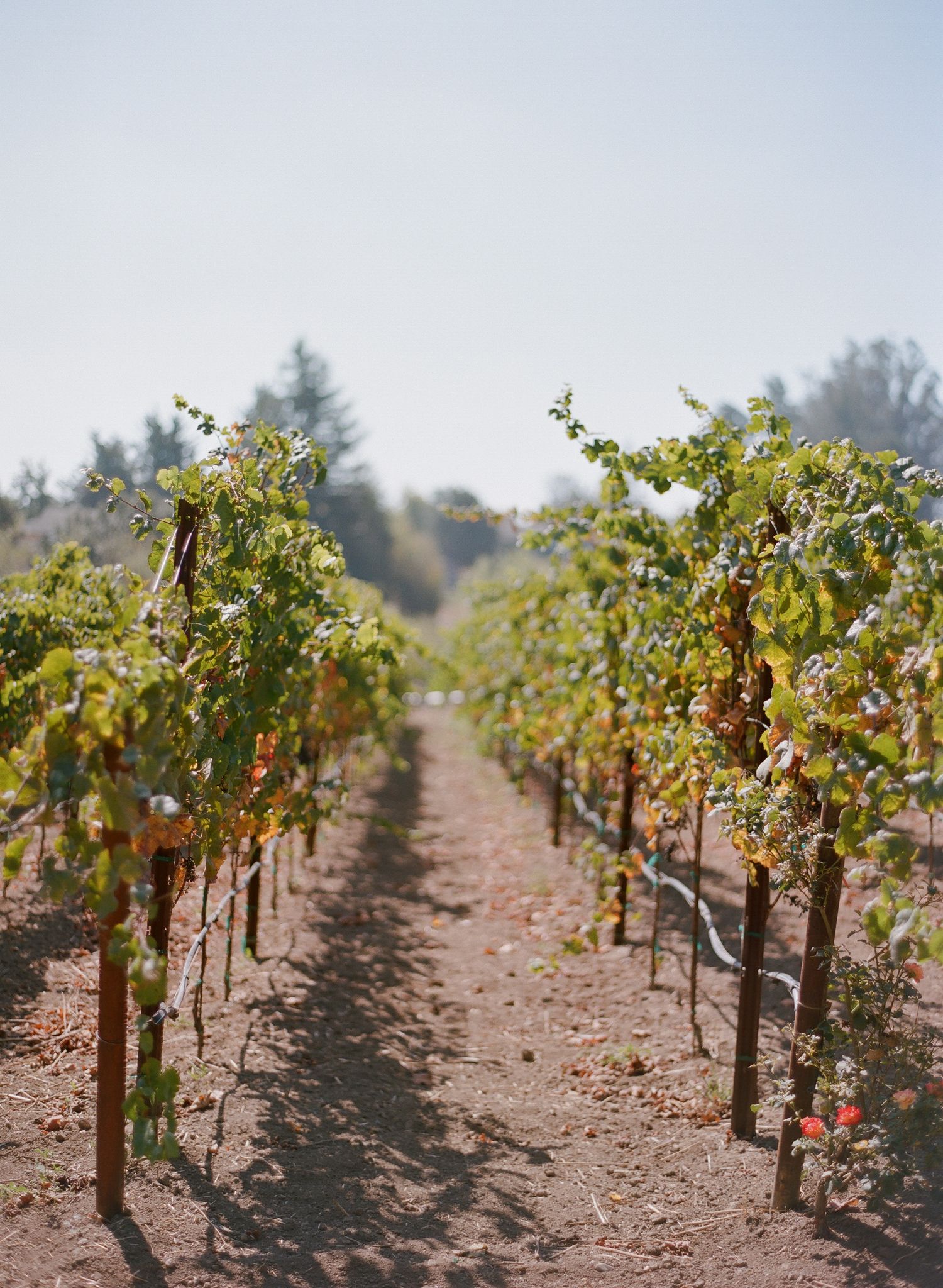 Sunlit vineyard path between rows of grape vines on dirt ground.