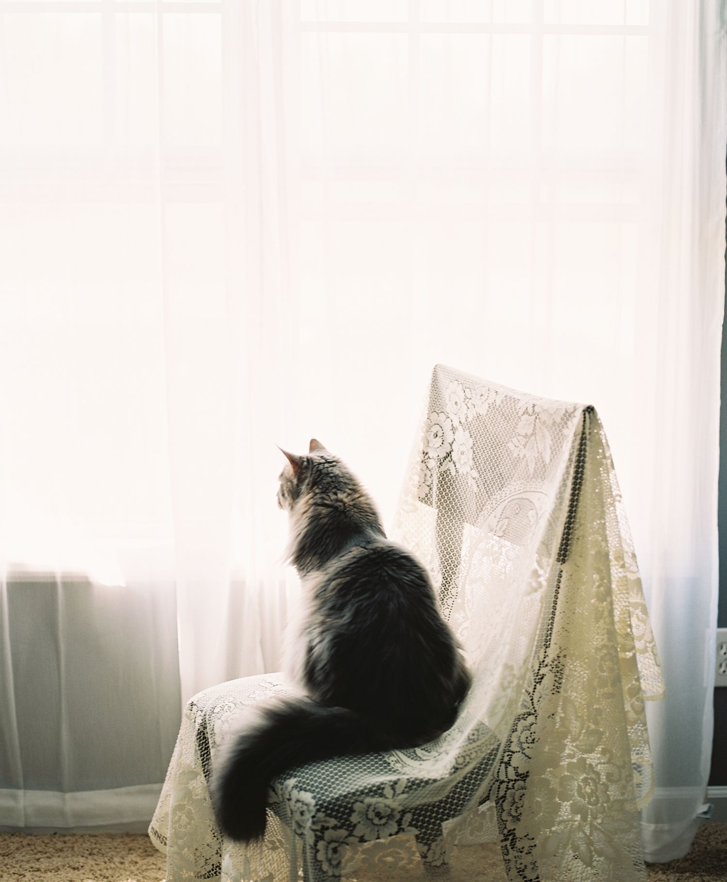 Cat silhouettes perched along a window ledge with curtains in the background.